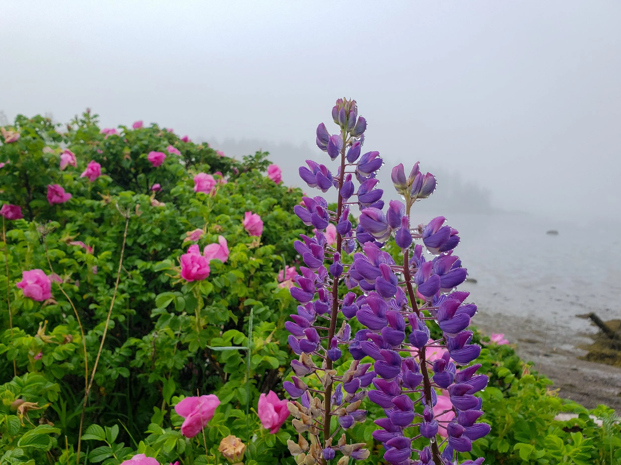 Lupines.jpg