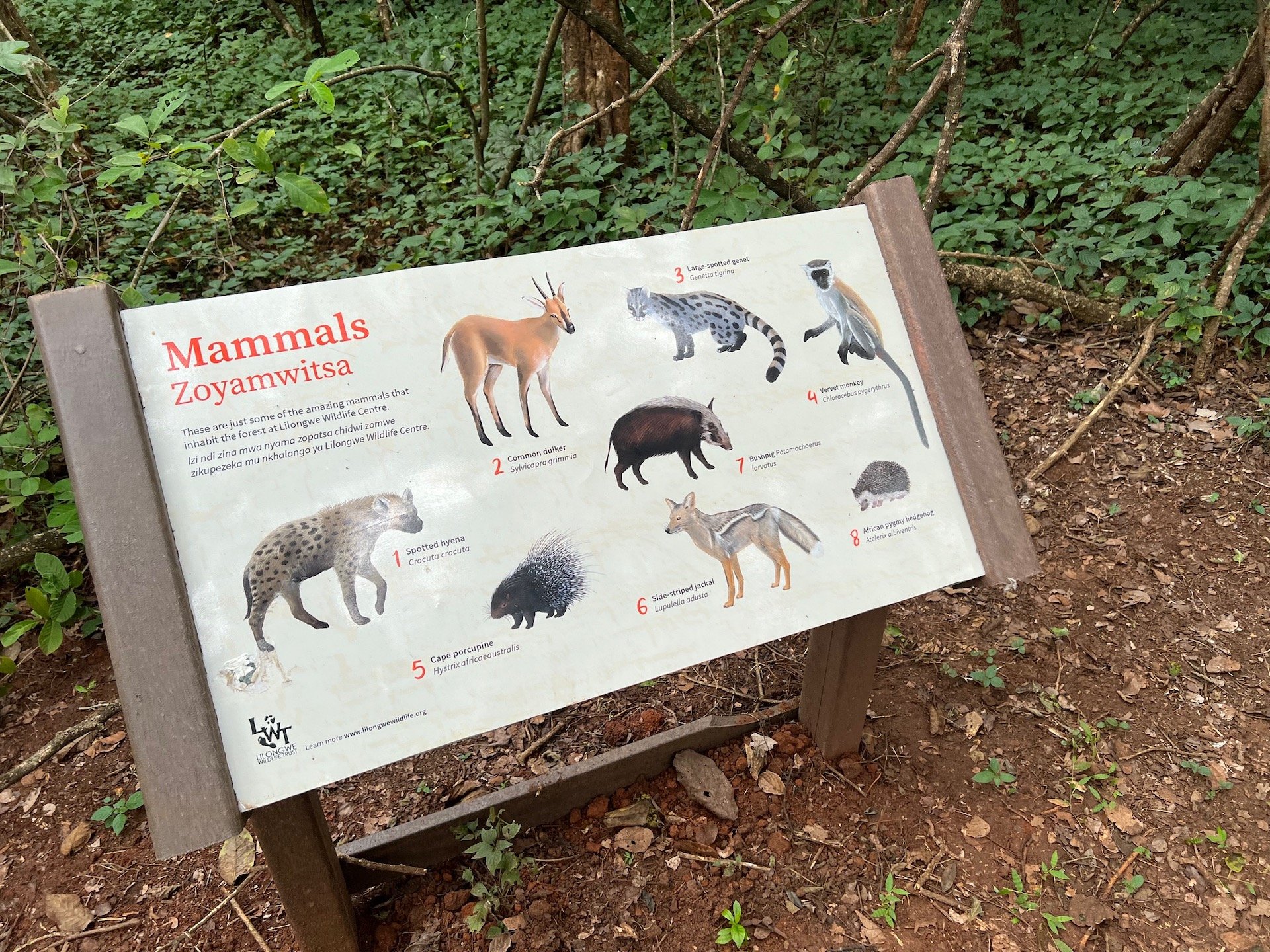 A wooden sign in a forest area showing illustrations and names of various mammals, including hyena, porcupine, genet, monkey, jackal, and hedgehog, in Lilongwe Wildlife Centre.