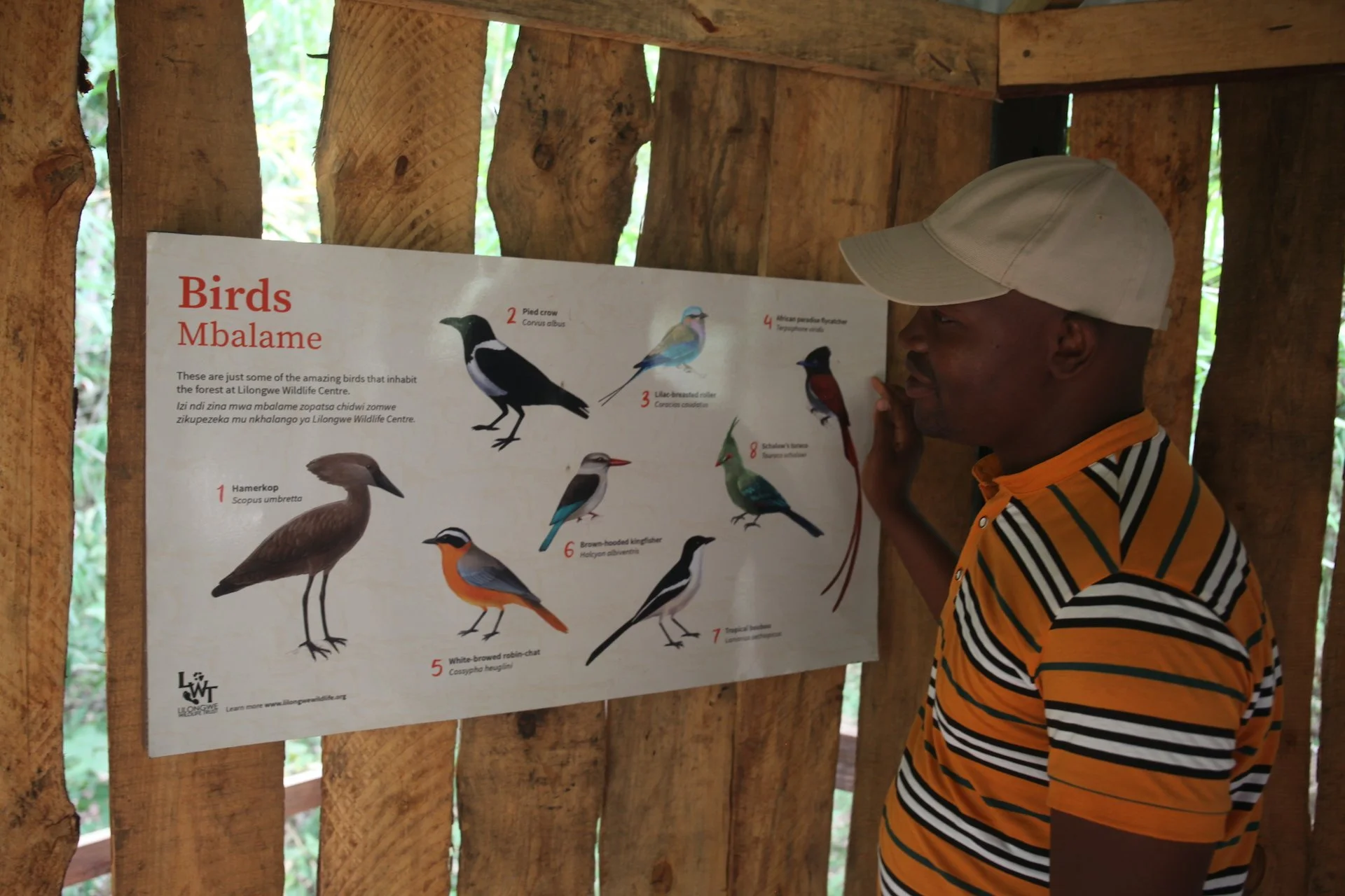 A man wearing a striped orange and black shirt and a beige cap looks at a poster of various bird species at Lilongwe Wildlife Centre.
