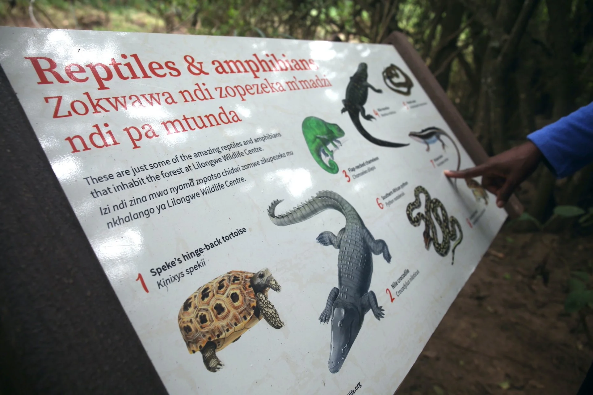 Informational signboard about reptiles and amphibians at Lilongwe Wildlife Centre, showing images of various reptiles and amphibians including a tortoise, a lizard, and a snake.