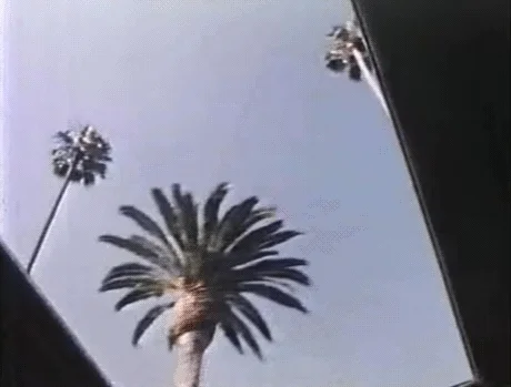 Palms gif.webp