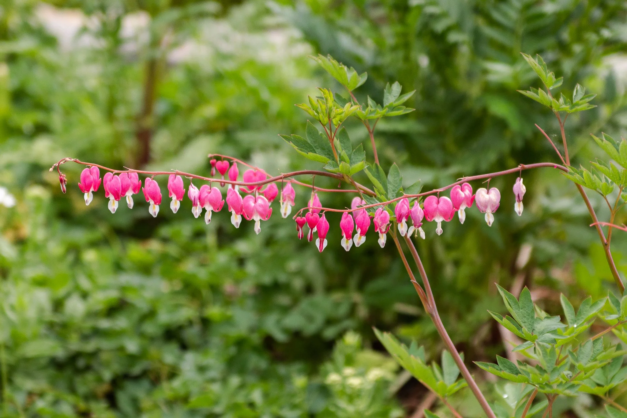 DSC_7938.jpg