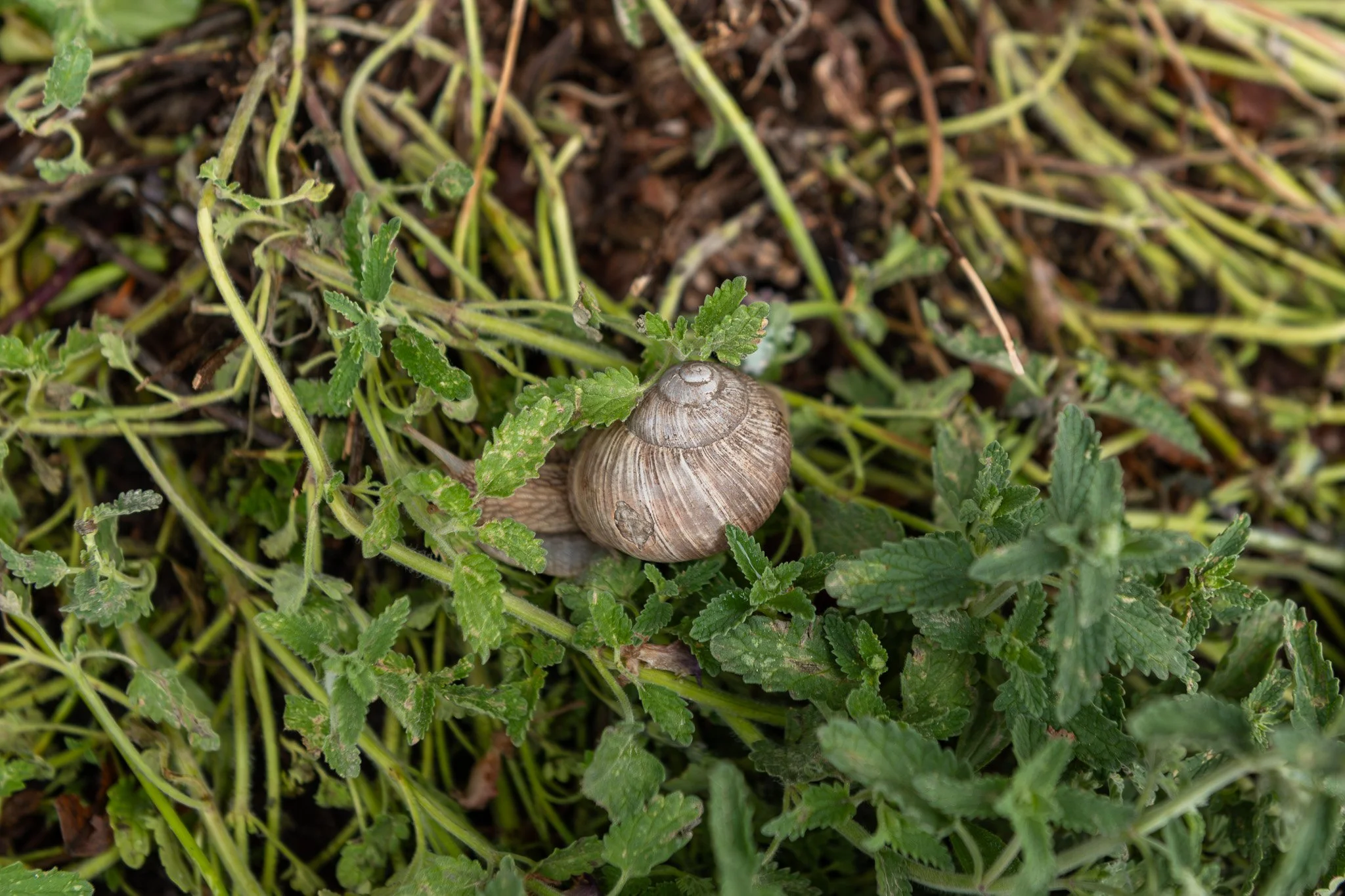 DSC_8145.jpg