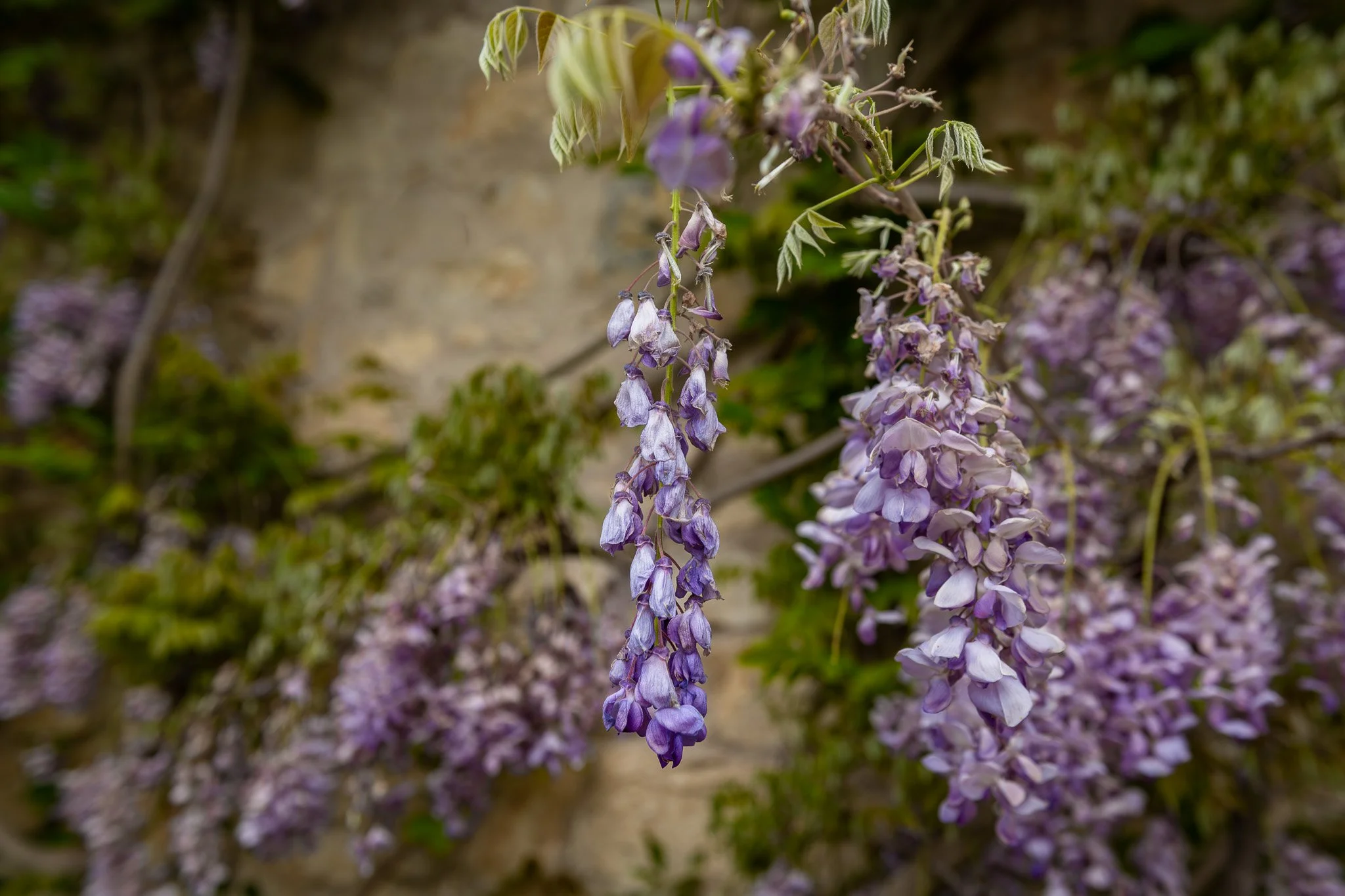 DSC_8151.jpg
