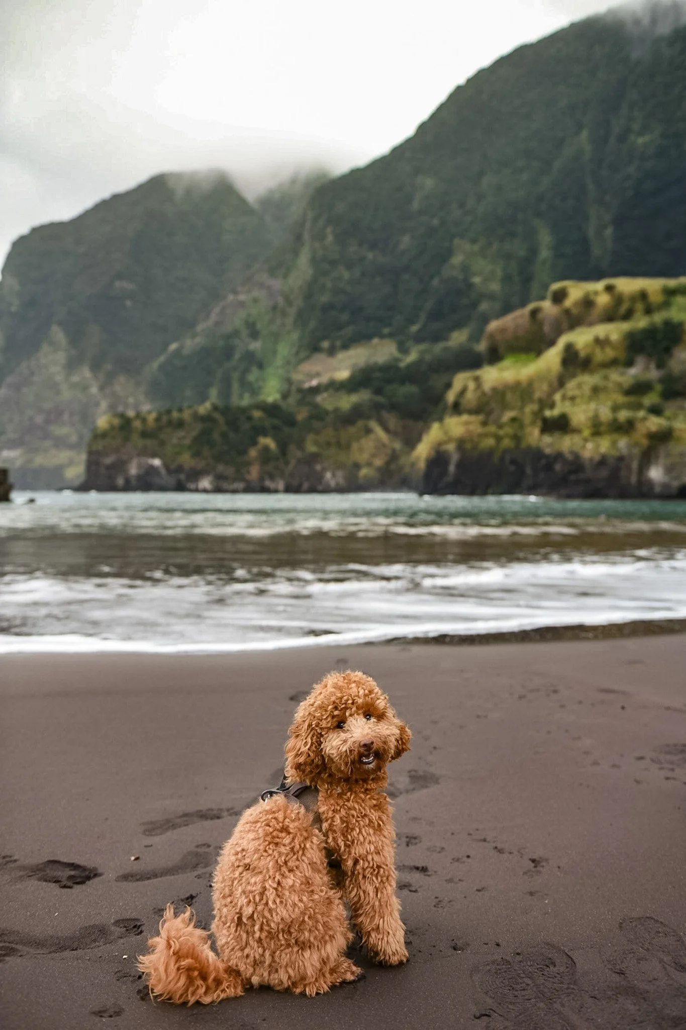 A fluffy, curly-haired, brown dog sitting on a sandy beach with dark cliffs and foggy mountains in the background.