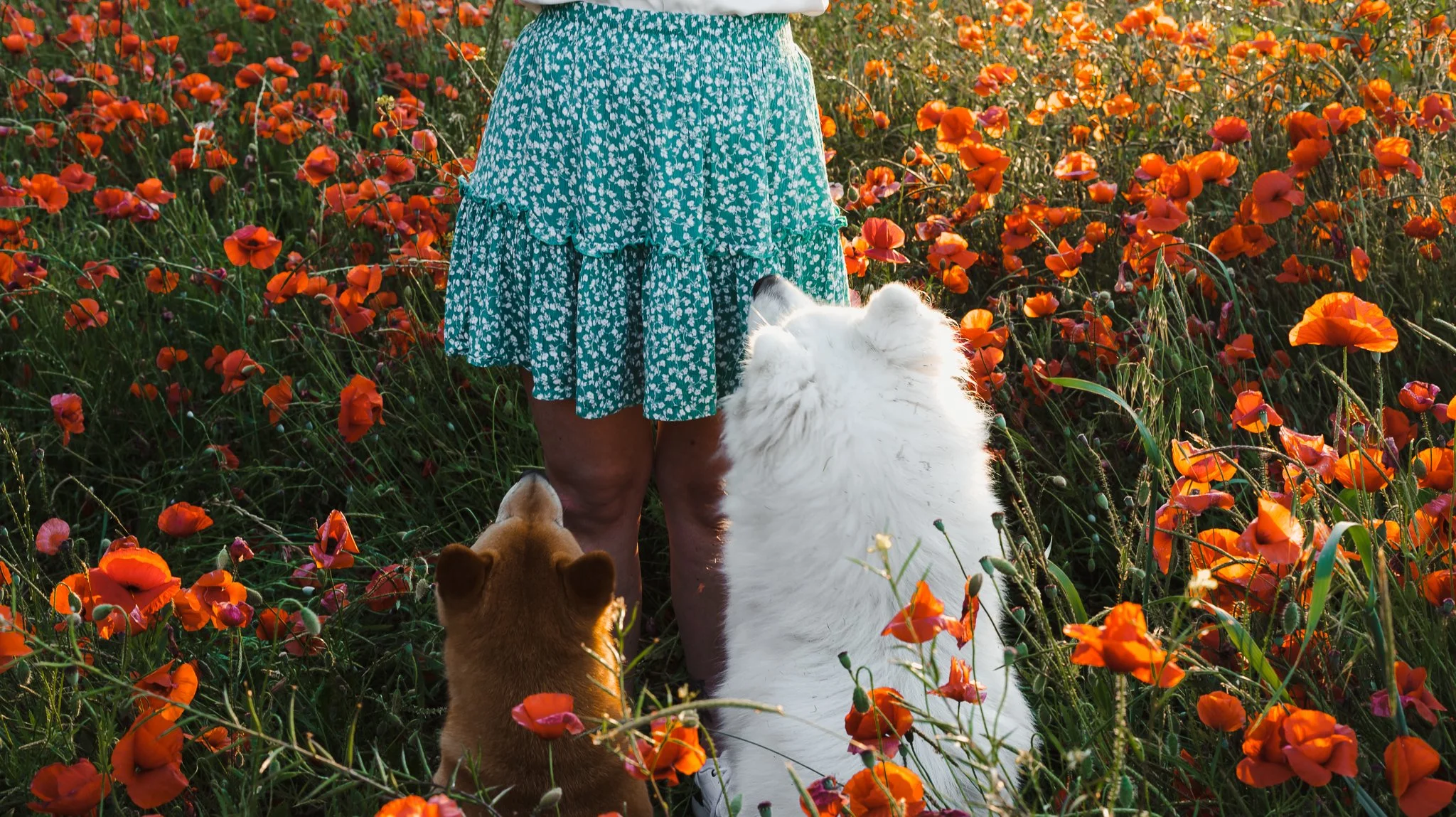 A person in a teal skirt with white floral patterns standing in a field of orange poppies, with two dogs sitting beside them and looking up at the person.