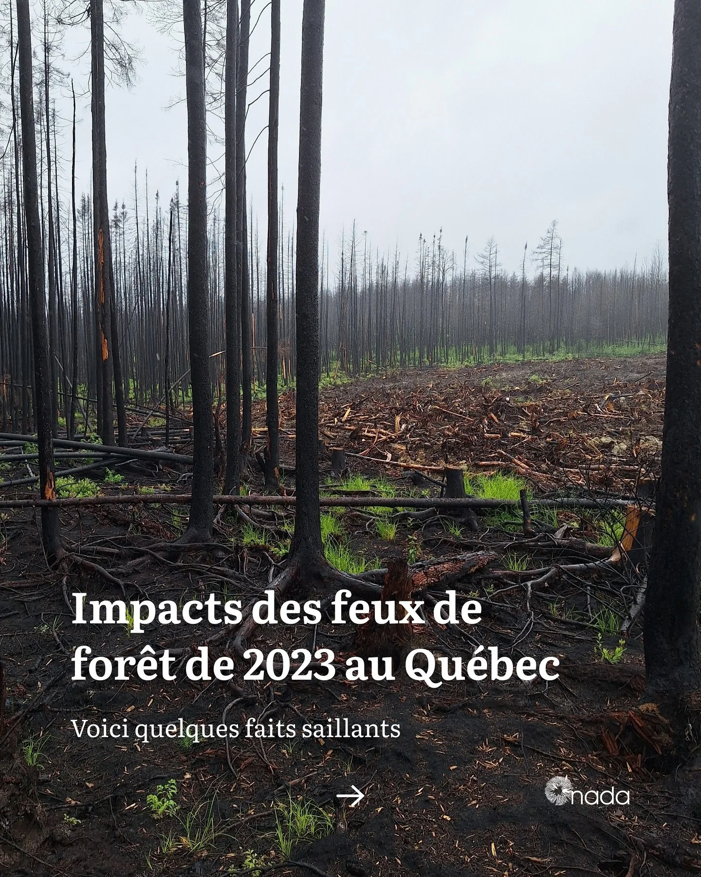 La saison historique des feux de for&ecirc;t de 2023 au Qu&eacute;bec aura lourdement impact&eacute; les citoyens et citoyennes, les gouvernements, les entreprises et les &eacute;cosyst&egrave;mes.

Une facture collective partag&eacute;e par tous et 