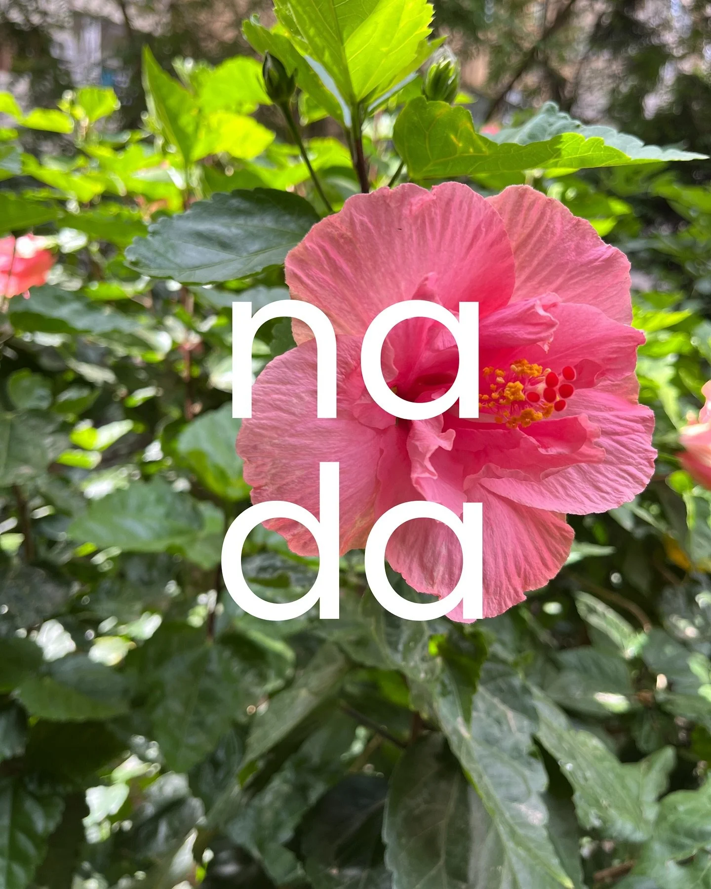 Nada. Na pour Najari et Da pour Da Silva. Un nom qui nous inspire &agrave; cultiver un climat durable et inclusif, un monde sans d&eacute;ni et sans &eacute;missions, sans discrimination et sans polarisation.
&nbsp;
Et on a eu envie d&rsquo;explorer 