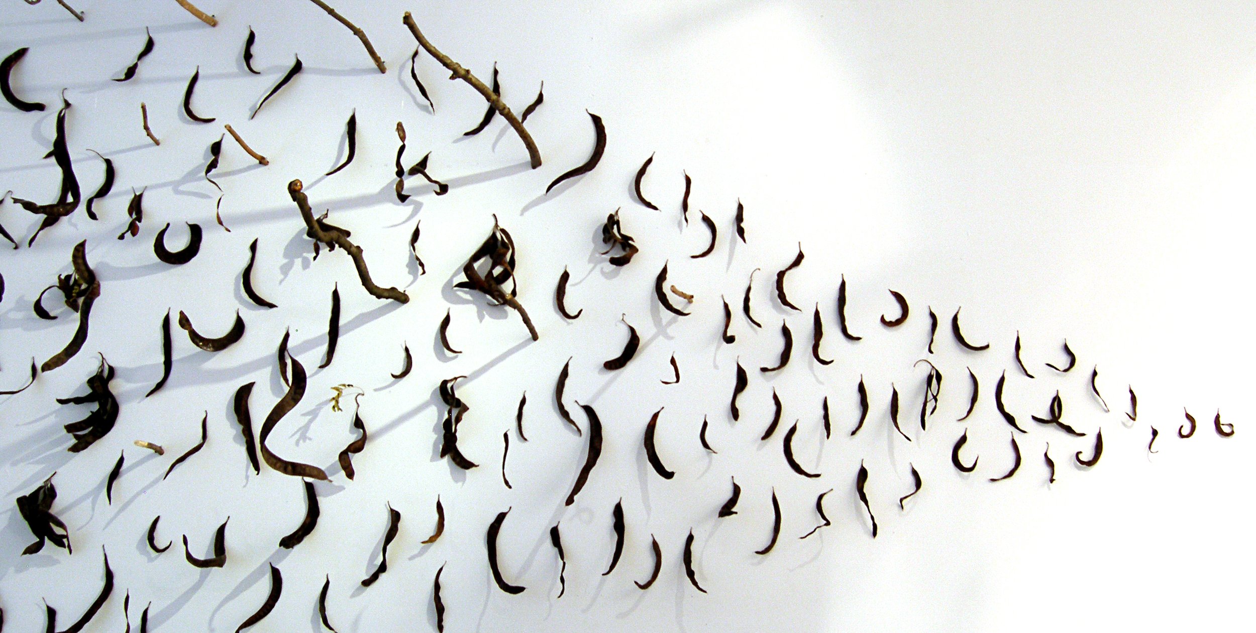 Natural Objects Installation View 6