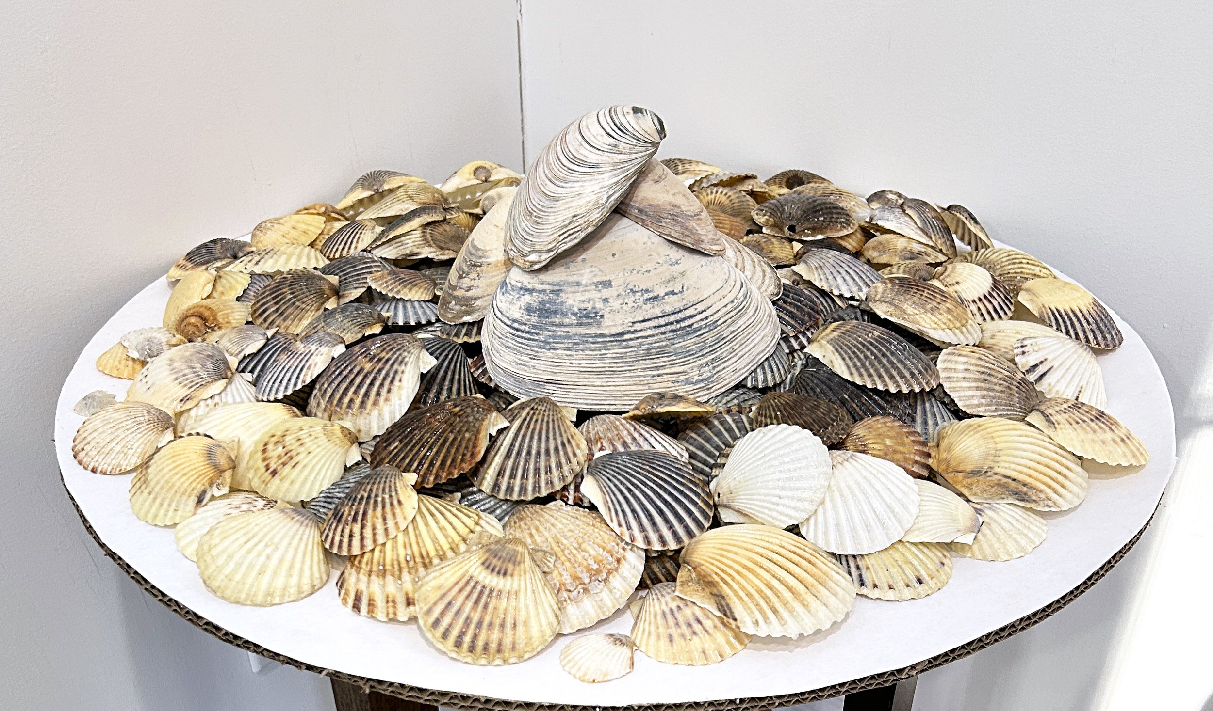Posthumous Collections Pile of Shells