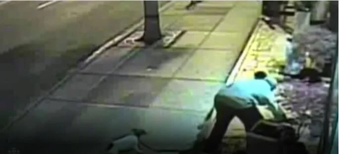 Dog-walking tree thief pleads guilty to 'extremely stupid' crime