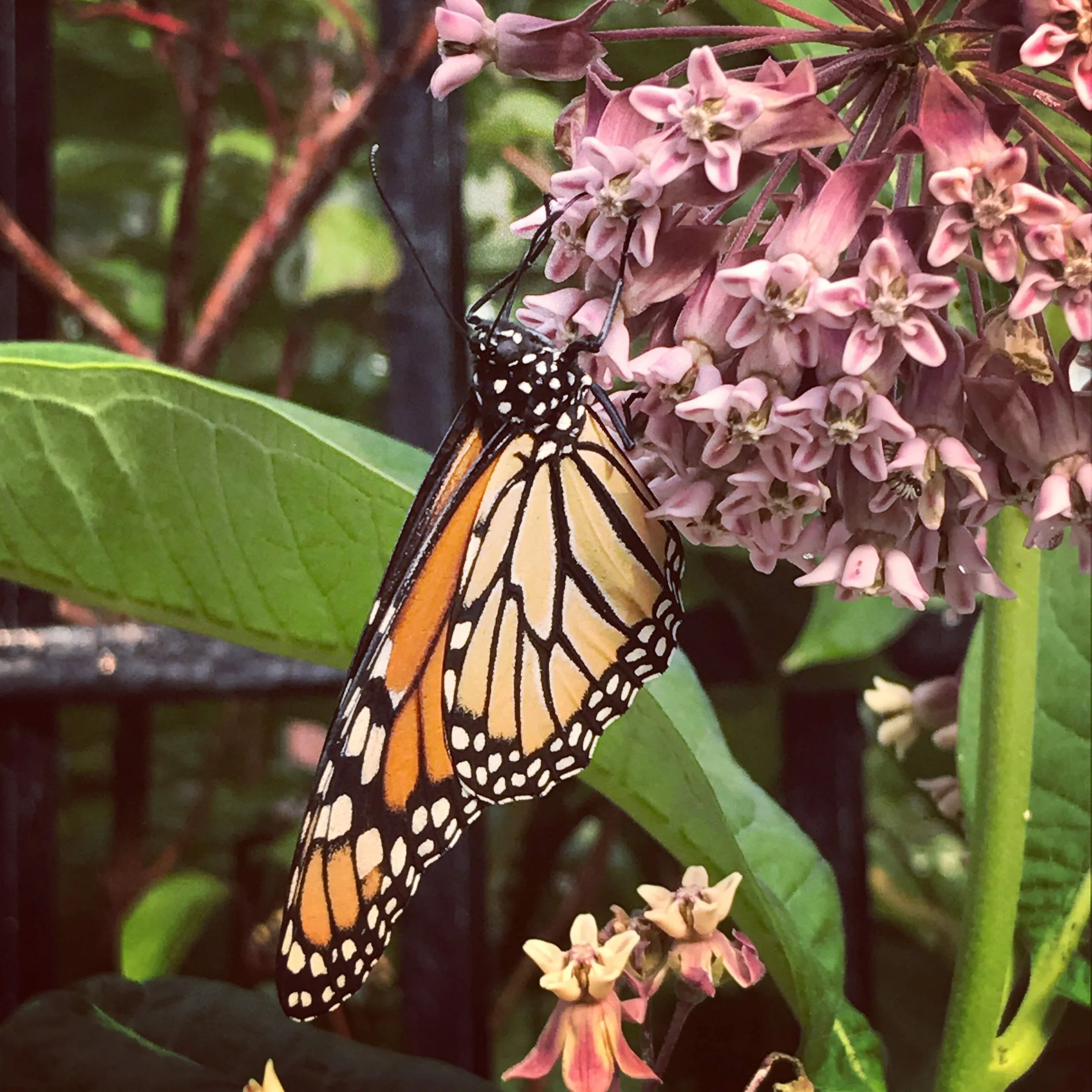 Sustainability, Clean Energy, Resiliency Plan