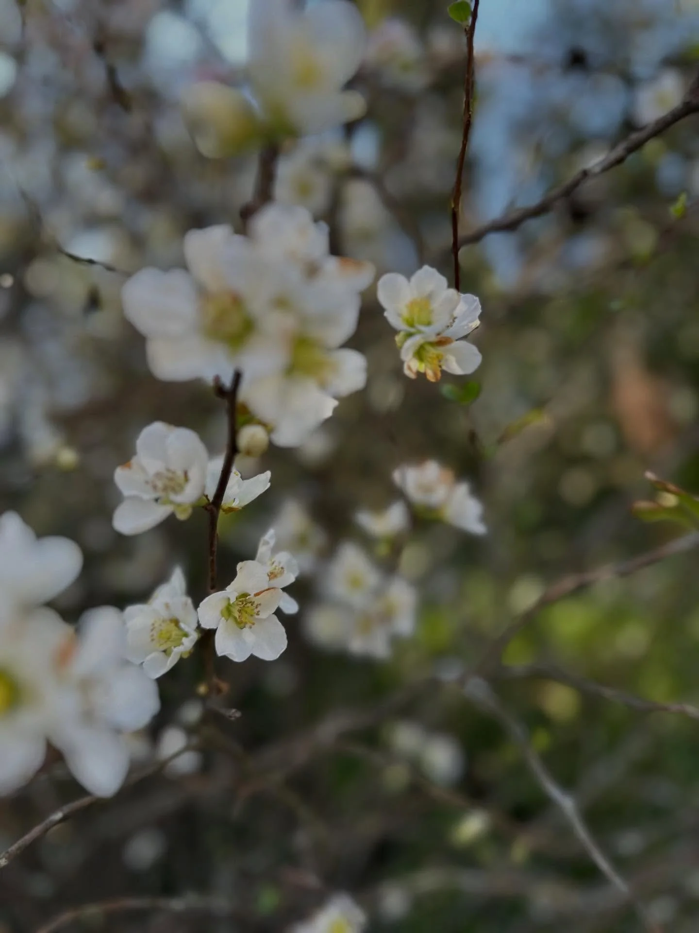 Spring is here 🌿

The earth is waking up&mdash;flowers blooming, trees coming back to life, everything reminding us of what God has been doing all along.

&ldquo;He makes all things new.&rdquo;

Not just the seasons&hellip;
but hearts, lives, and st