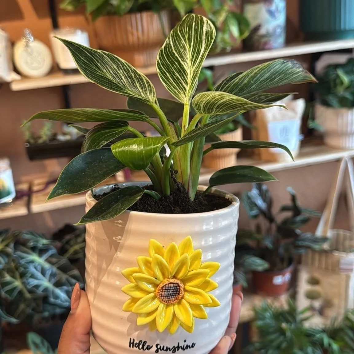 A year ago, I brought home Phil, my newest coworker, on the very first stretch of my work-from-home journey. He was small, fresh, and full of potential.

Turns out, so was I.

Over the last year, Phil has grown taller, fuller, and stronger with every