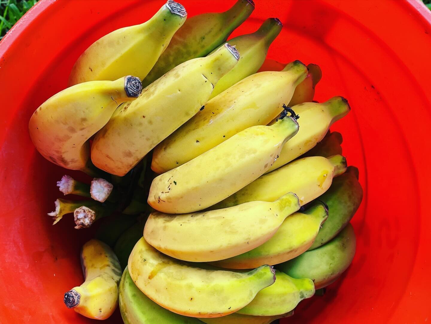 Well here we have our second batch of Apple Bananas.
#farming #tropicalplants #applebanana #farmer #bananabread #bananacreampie #bananaicecream desserts