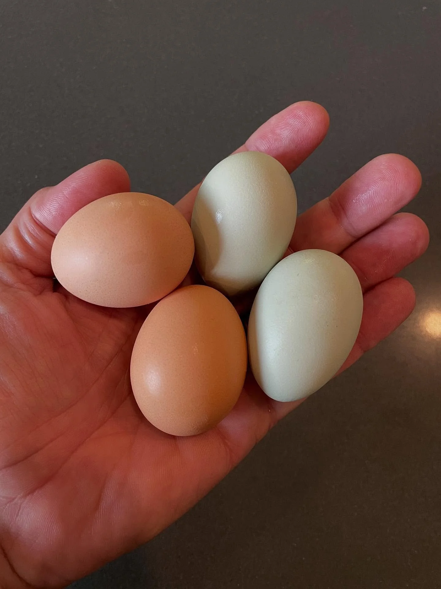 Fresh from the coop to my kitchen — these home-collected eggs bring rich flavor and golden color to every dessert I create. From silky custards to decadent cakes, they’re the secret ingredient in my sweet creations. 🥚🍮🍰 #FreshEggs #Fro