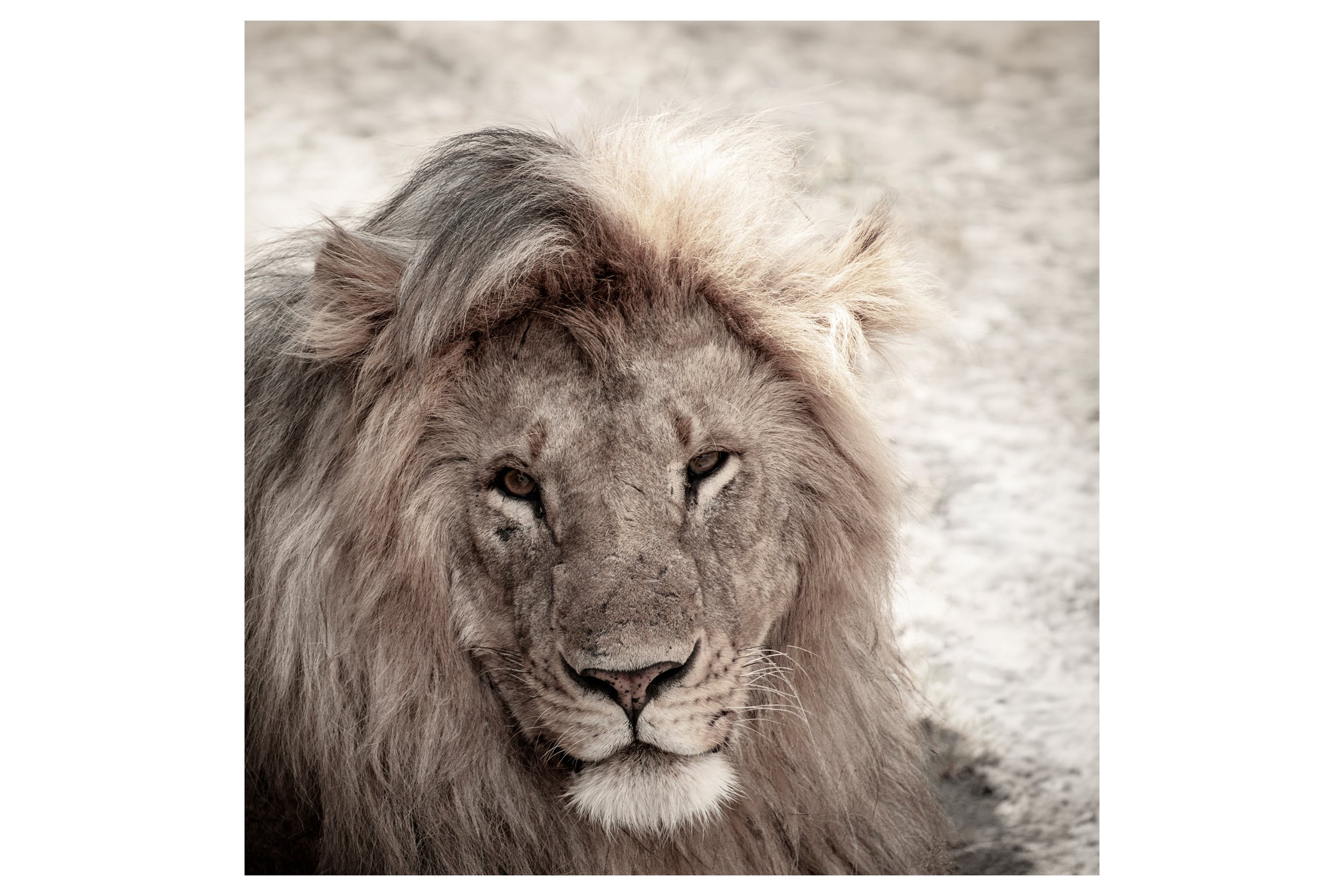 Majesty for Shop.jpg