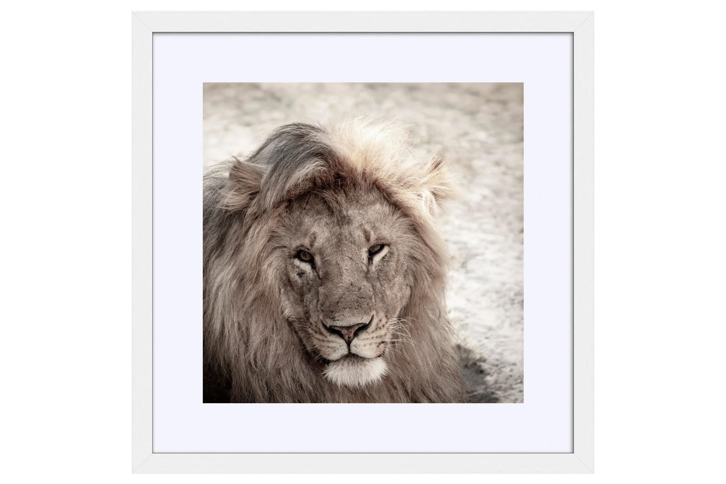 Majesty White Frame Mat.jpg