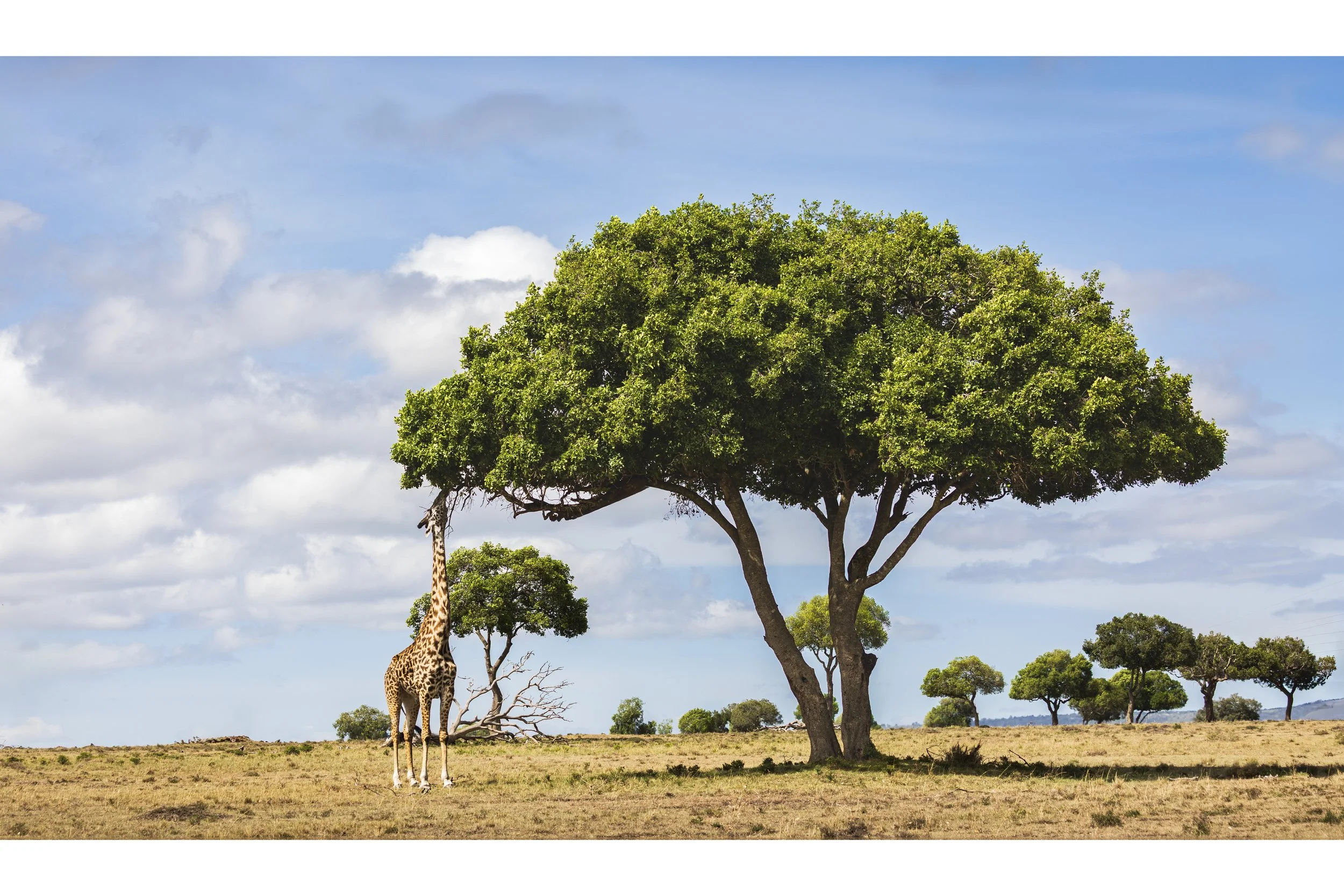 Tree Trimmer for Shop.jpg