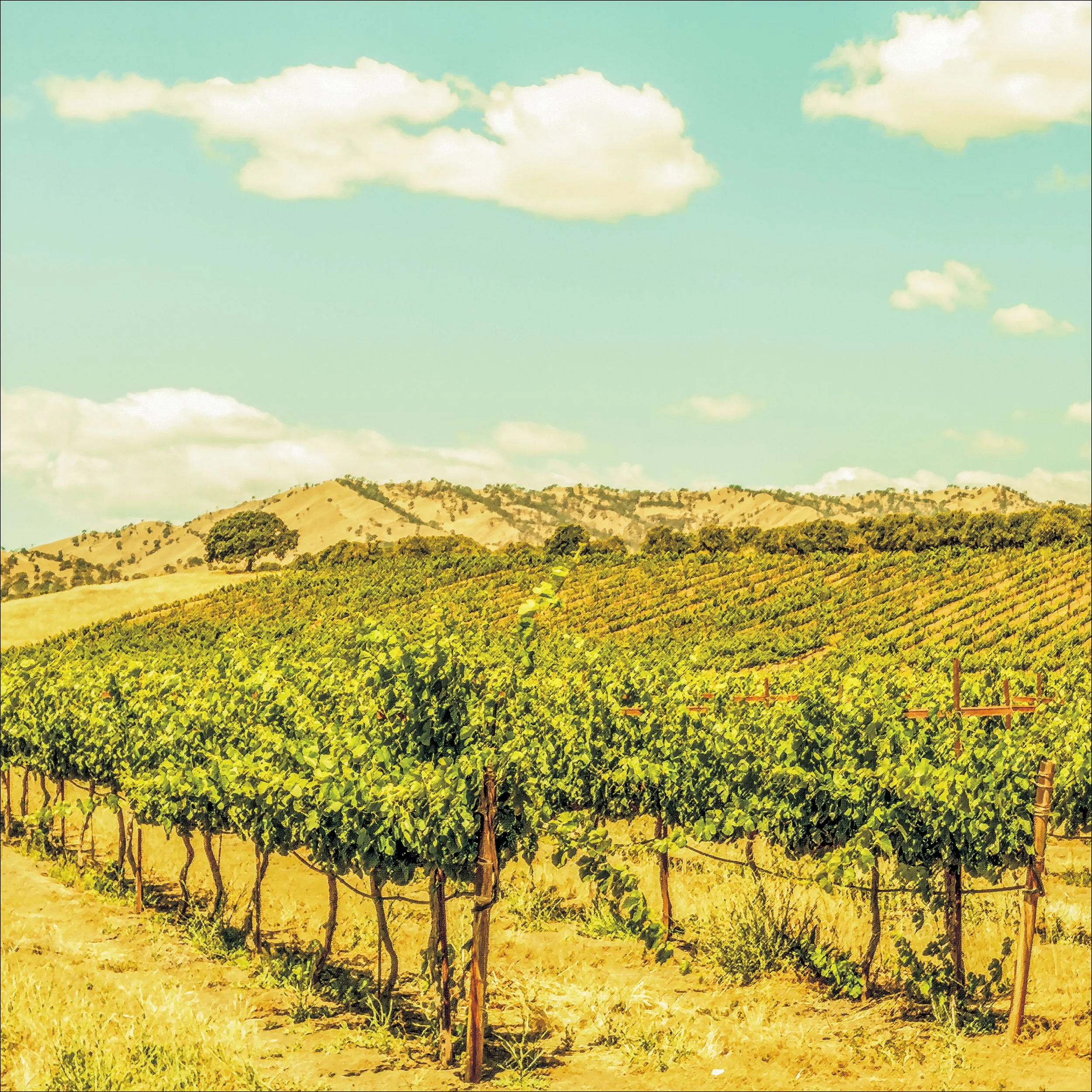 Berryessa Gap Vineyard.jpg