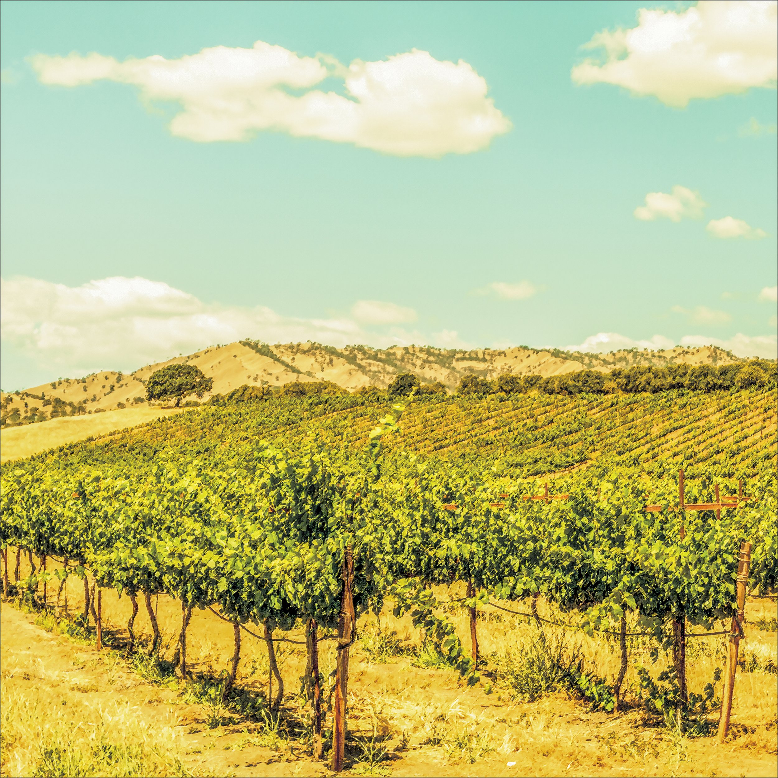 Berryessa Gap Vinyard.jpg
