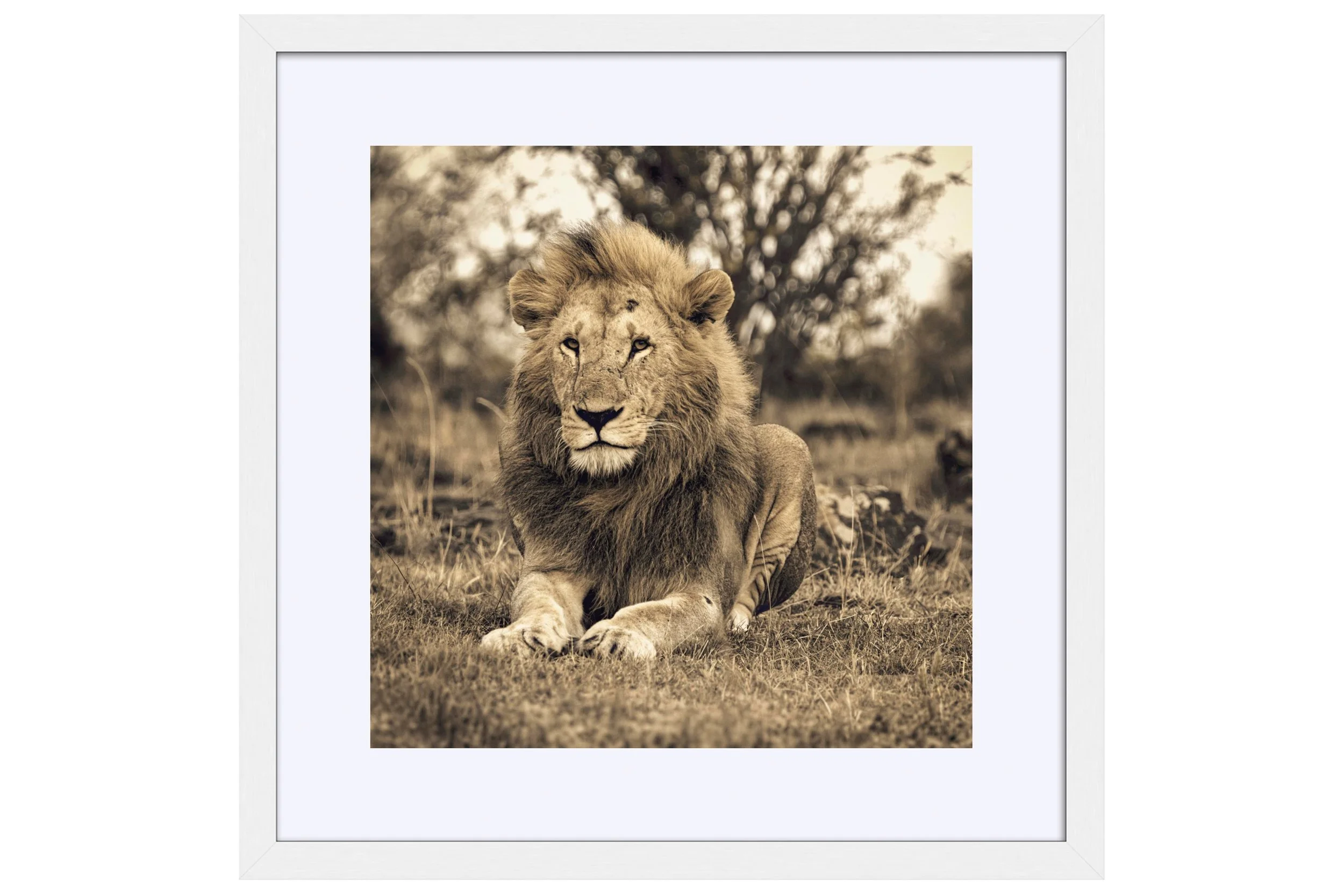 Majesty White Frame Mat.jpg