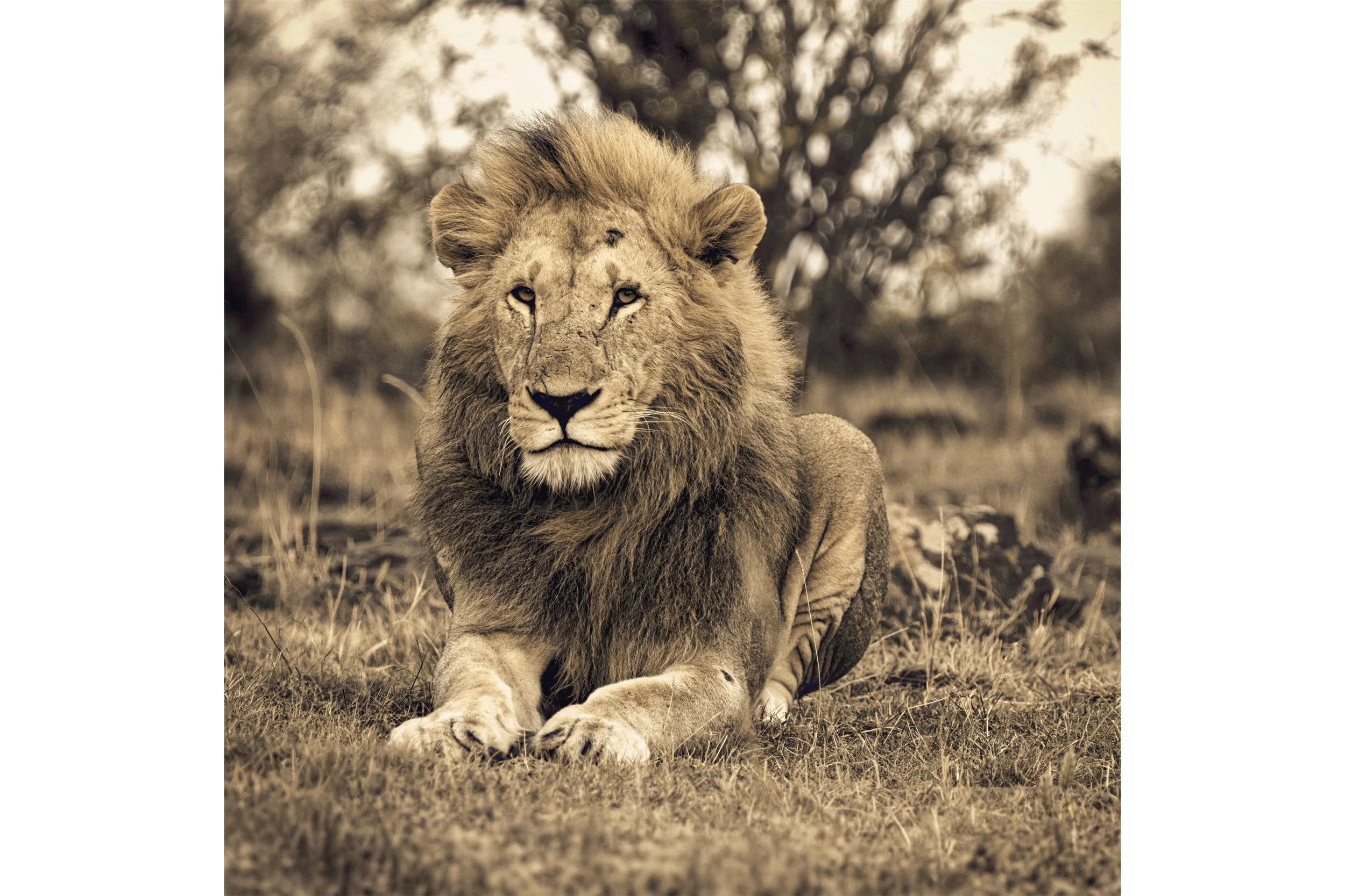 Majesty for Shop.jpg