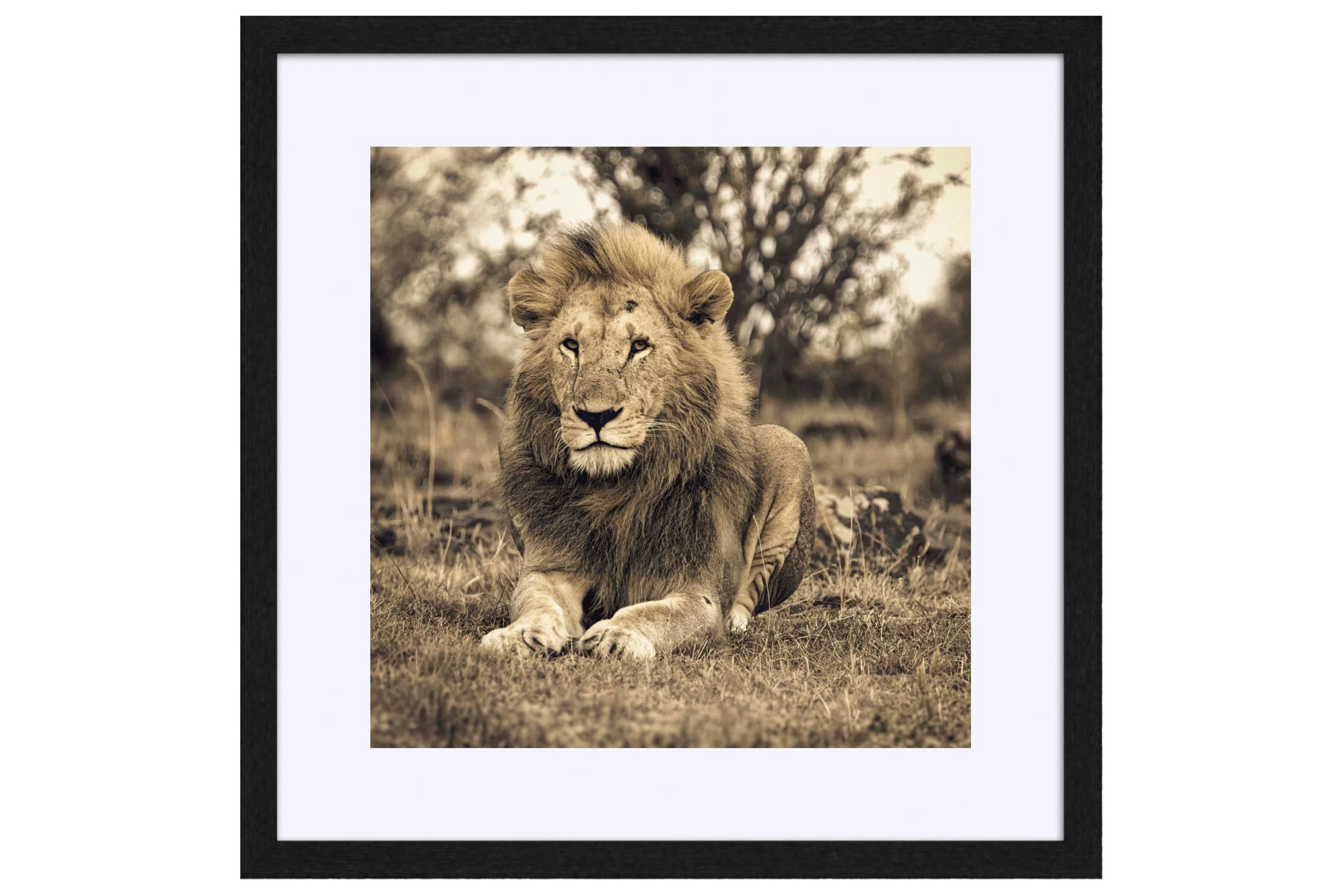 Majesty Black Frame Mat.jpg