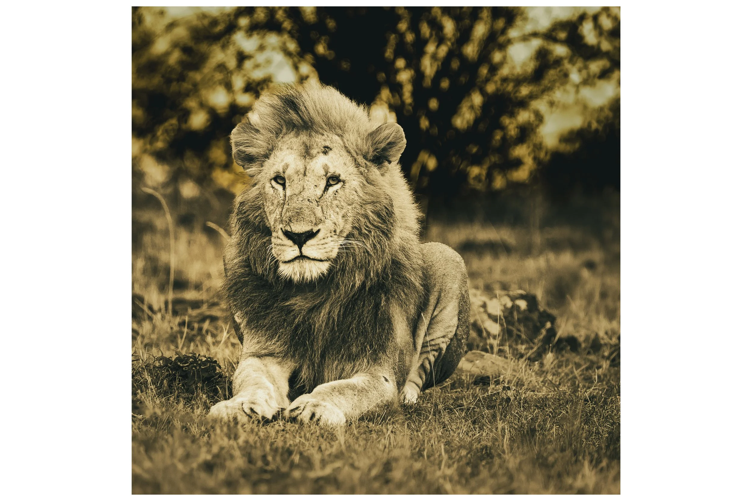 Majesty for Shop.jpg