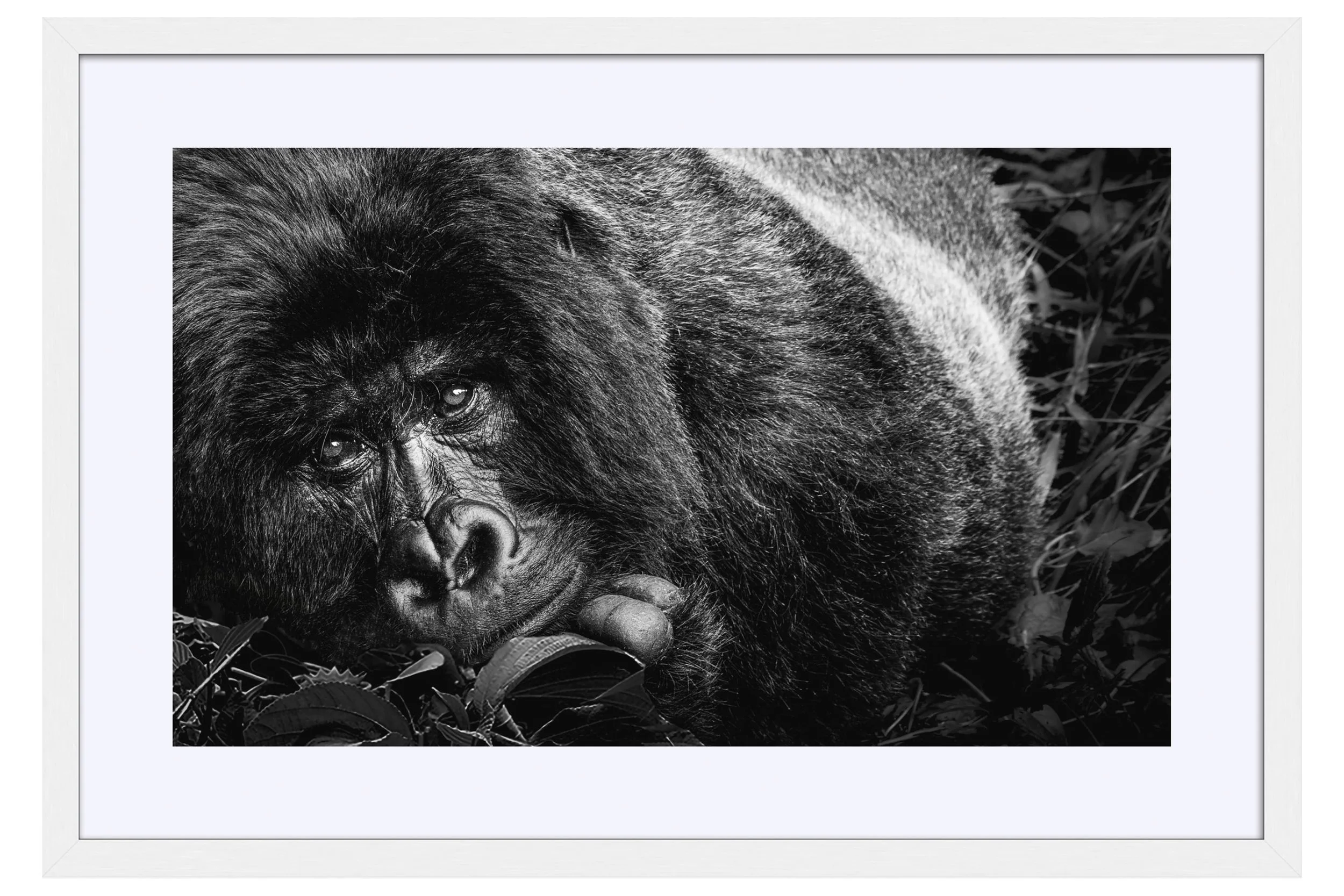 Stare White Frame Mat.jpg