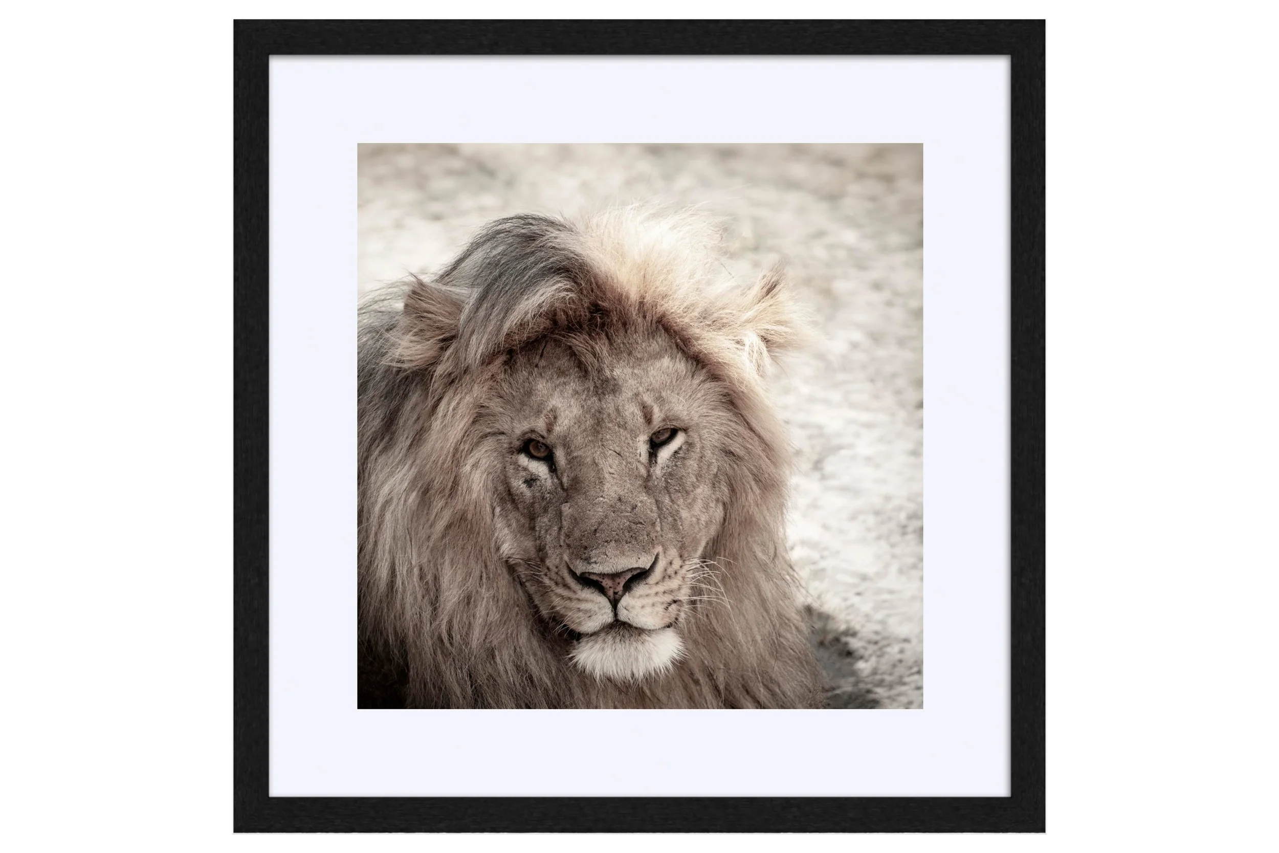 Majesty Black Frame Mat.jpg