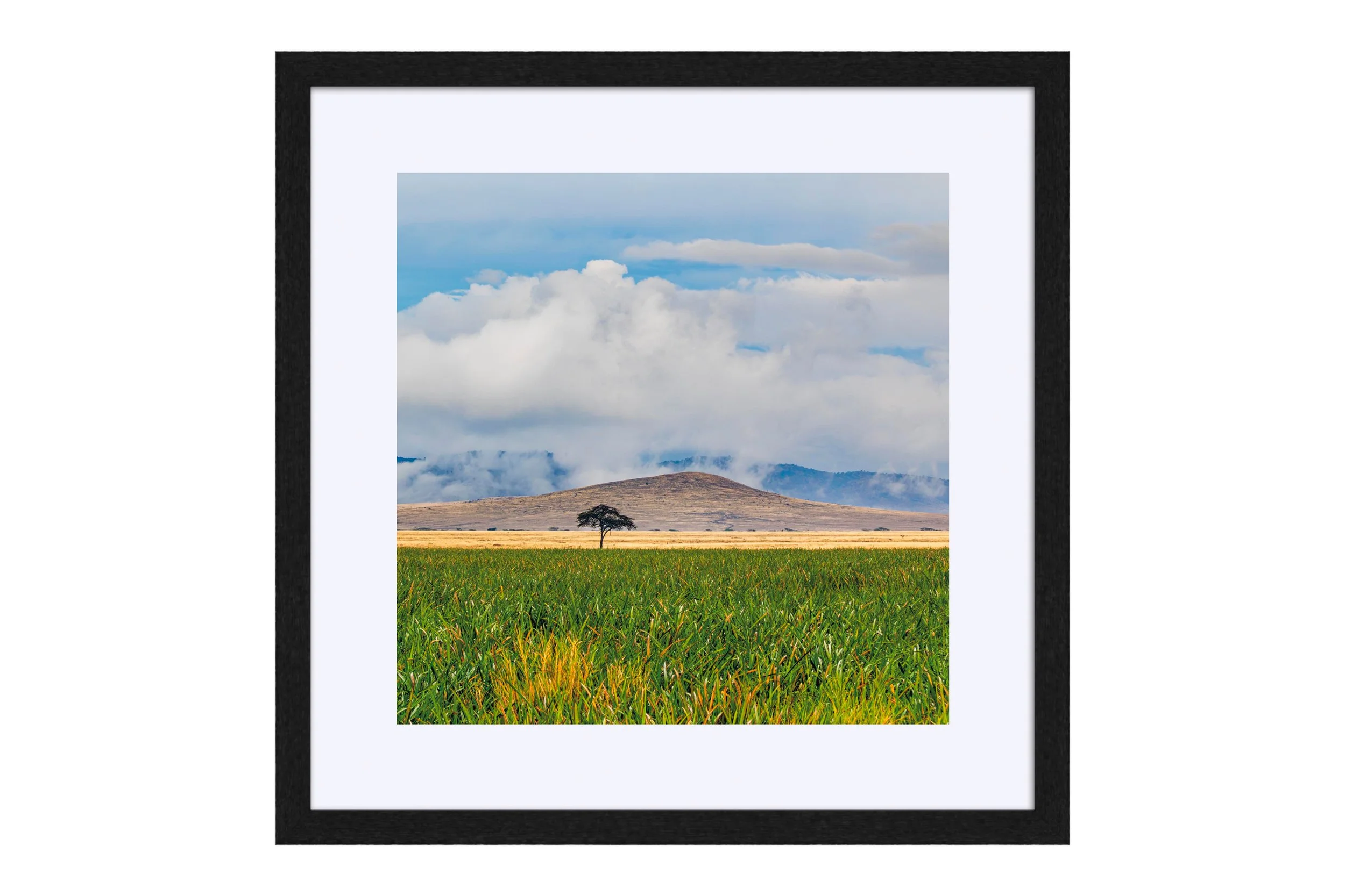 One Black Frame Mat.jpg