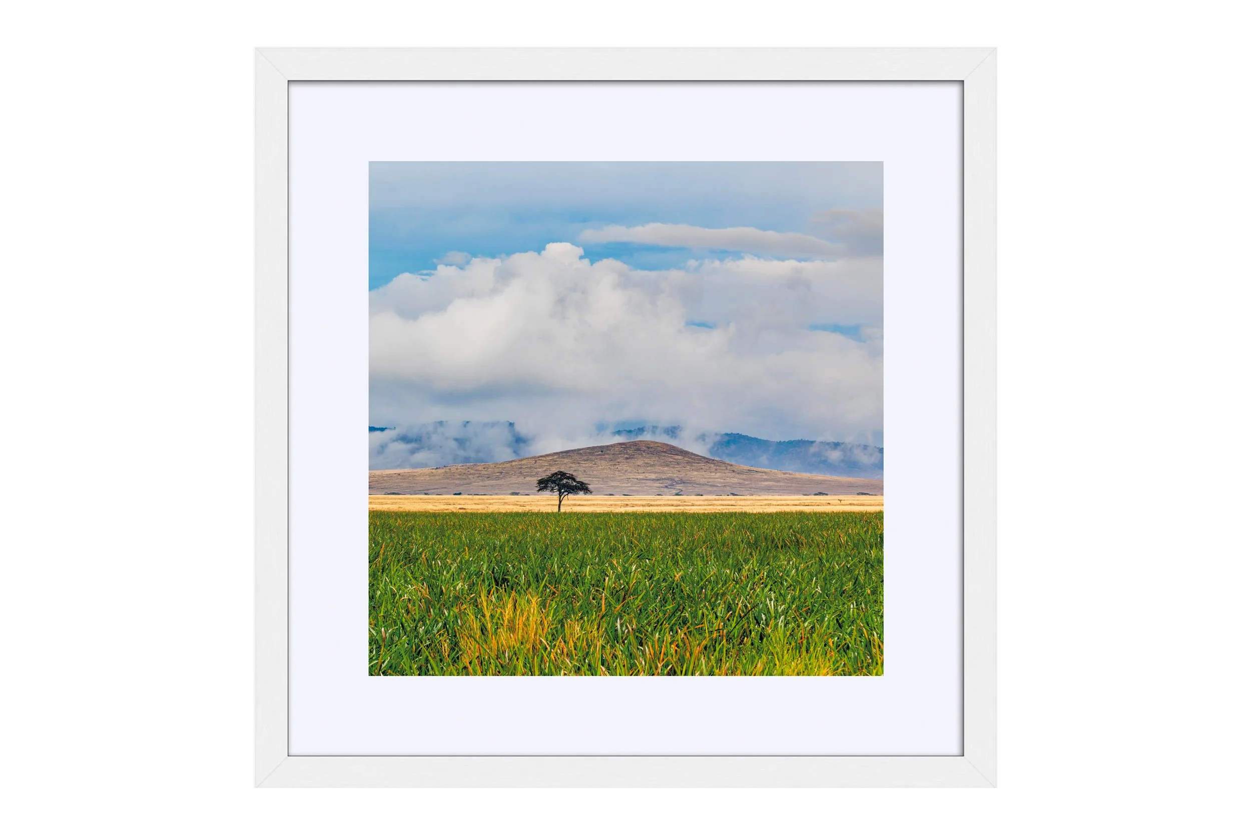 One White Frame Mat.jpg