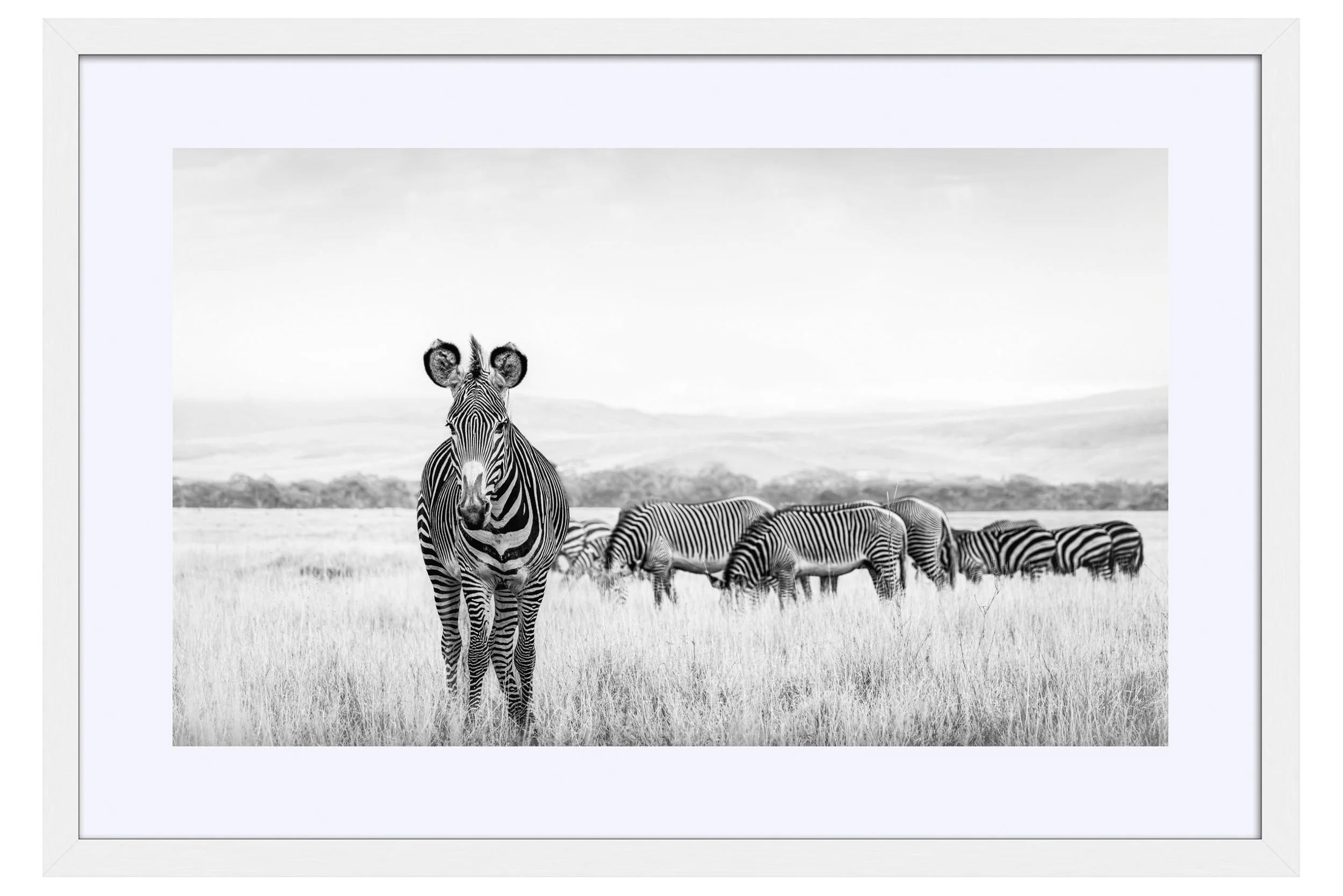 Dazzle White Frame Mat.jpg