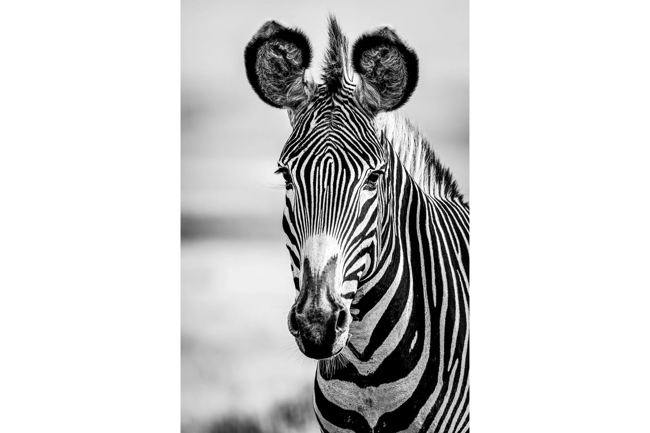 Stripes for Shop.jpg