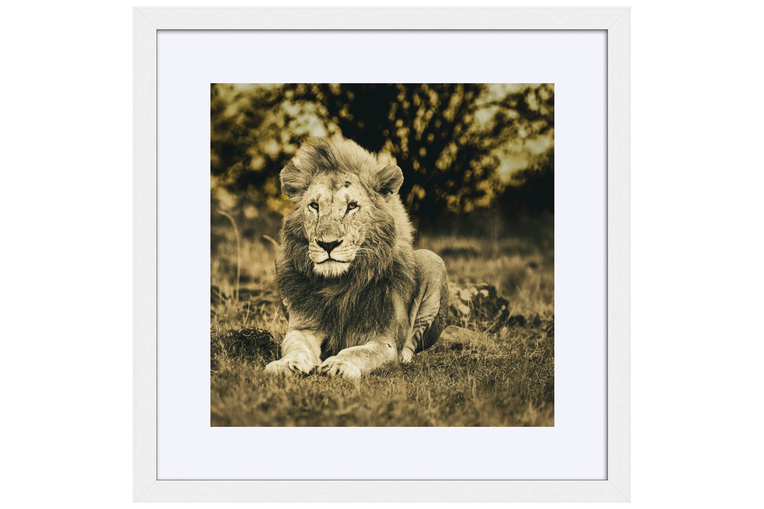 Majesty White Frame Mat for Shop.jpg