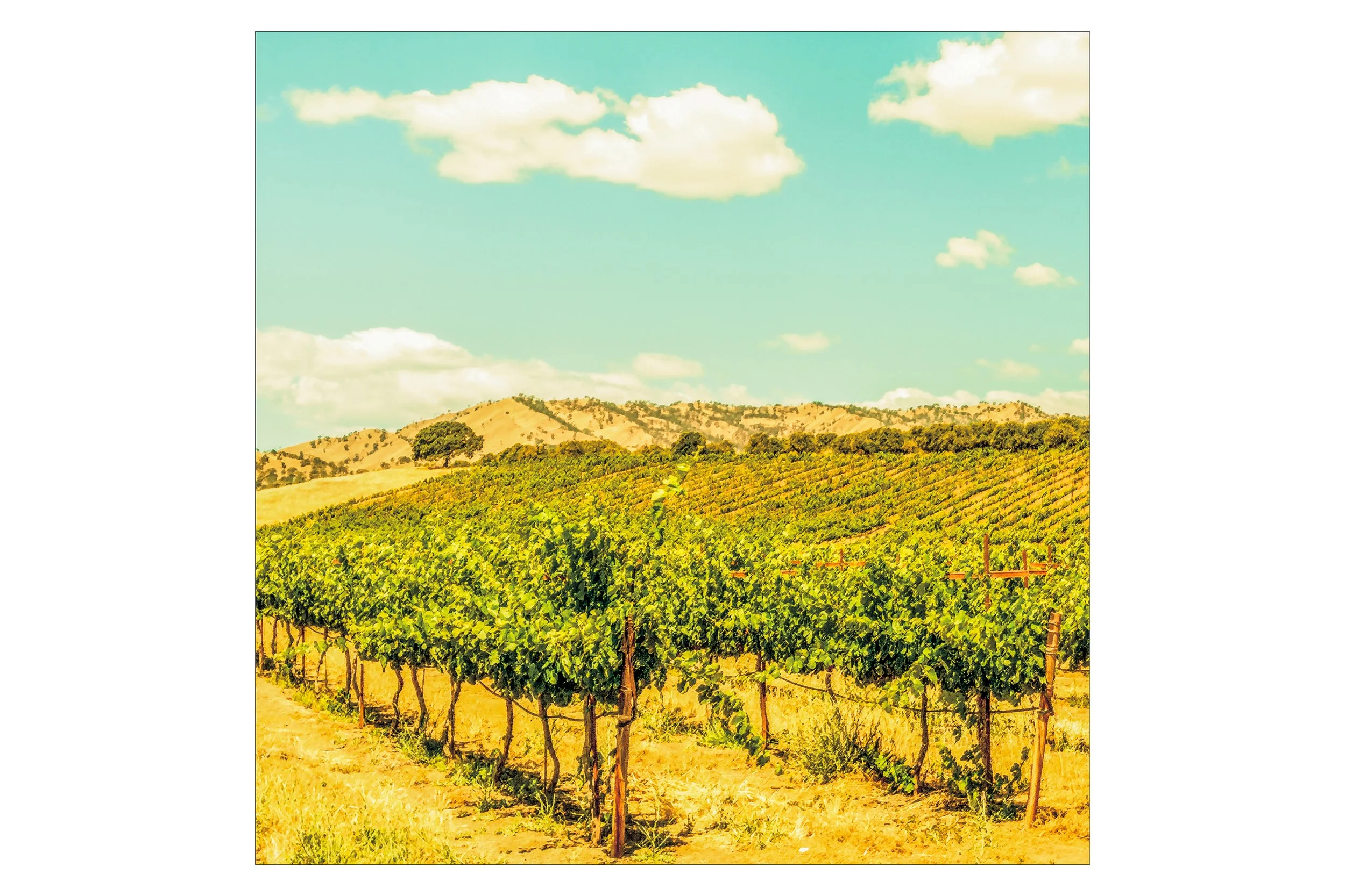 Berryessa Gap Vineyard