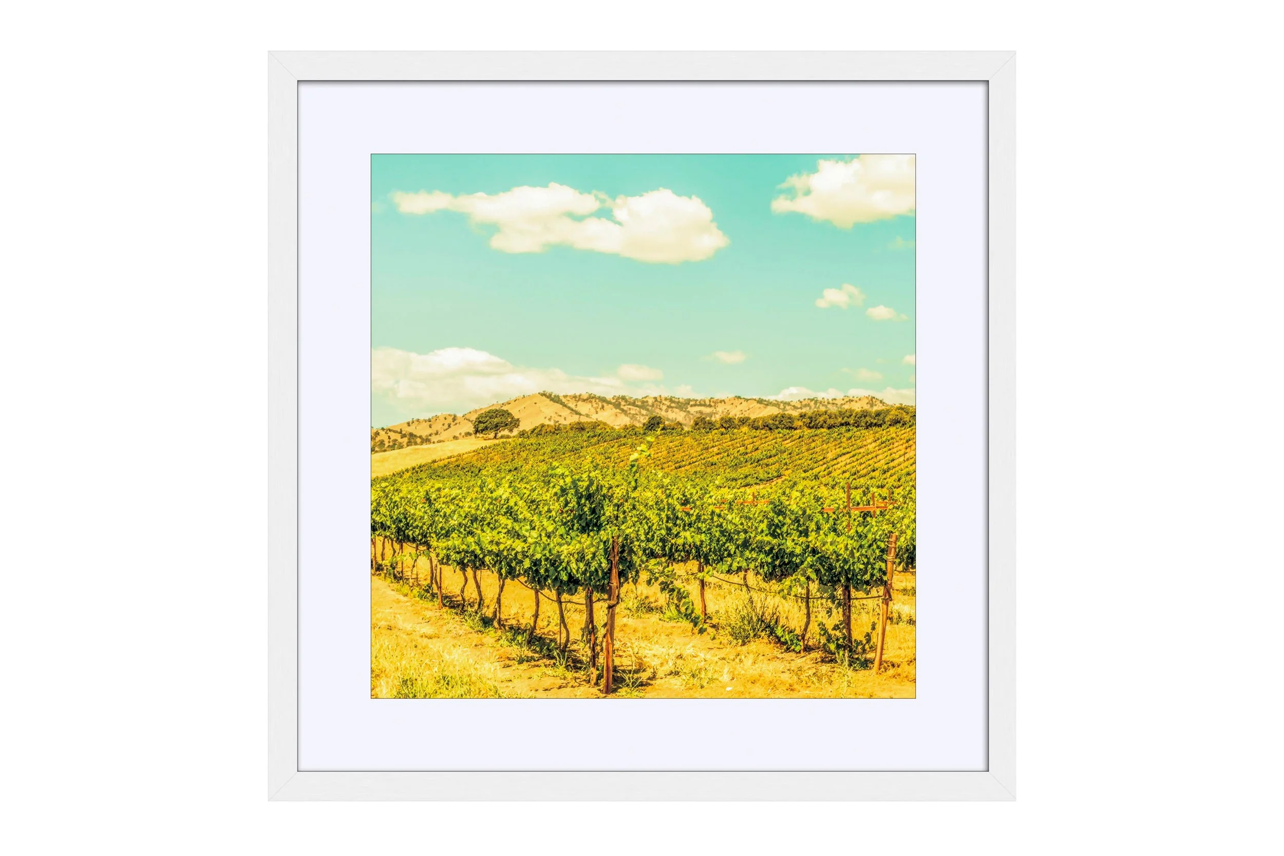 Vineyard White   Borders.jpg