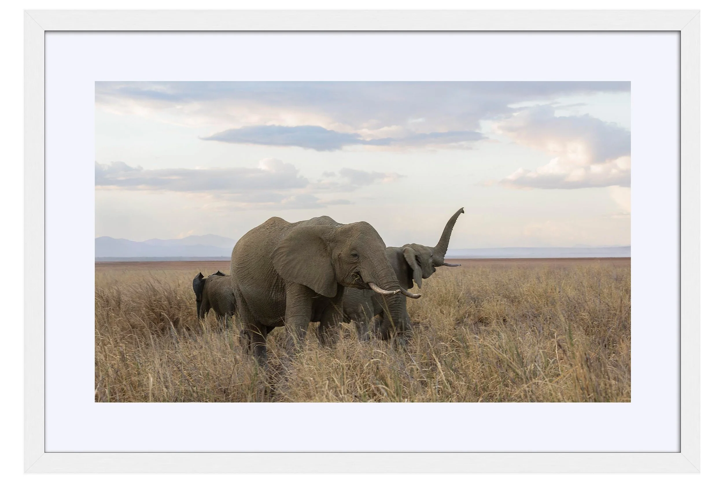 Salute White Frame Mat for Shop.jpg