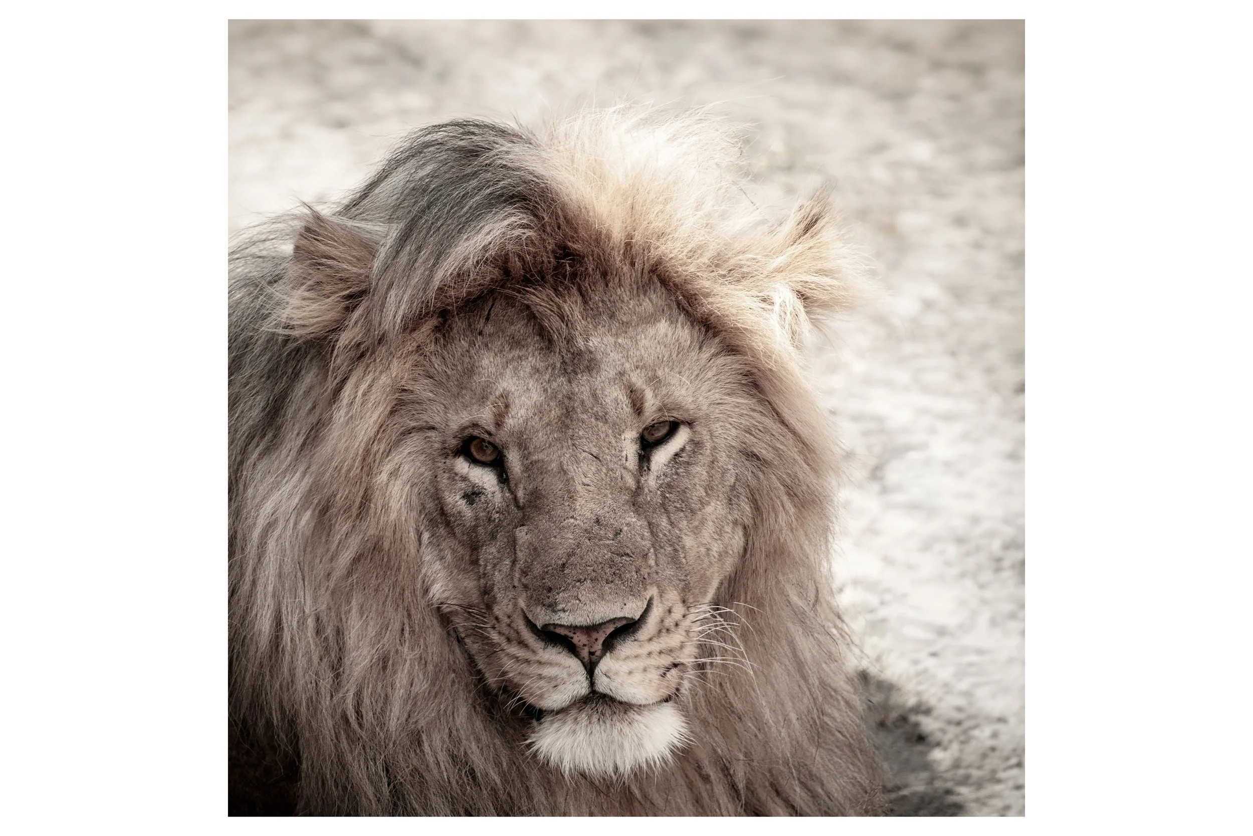 Majesty for Shop.jpg