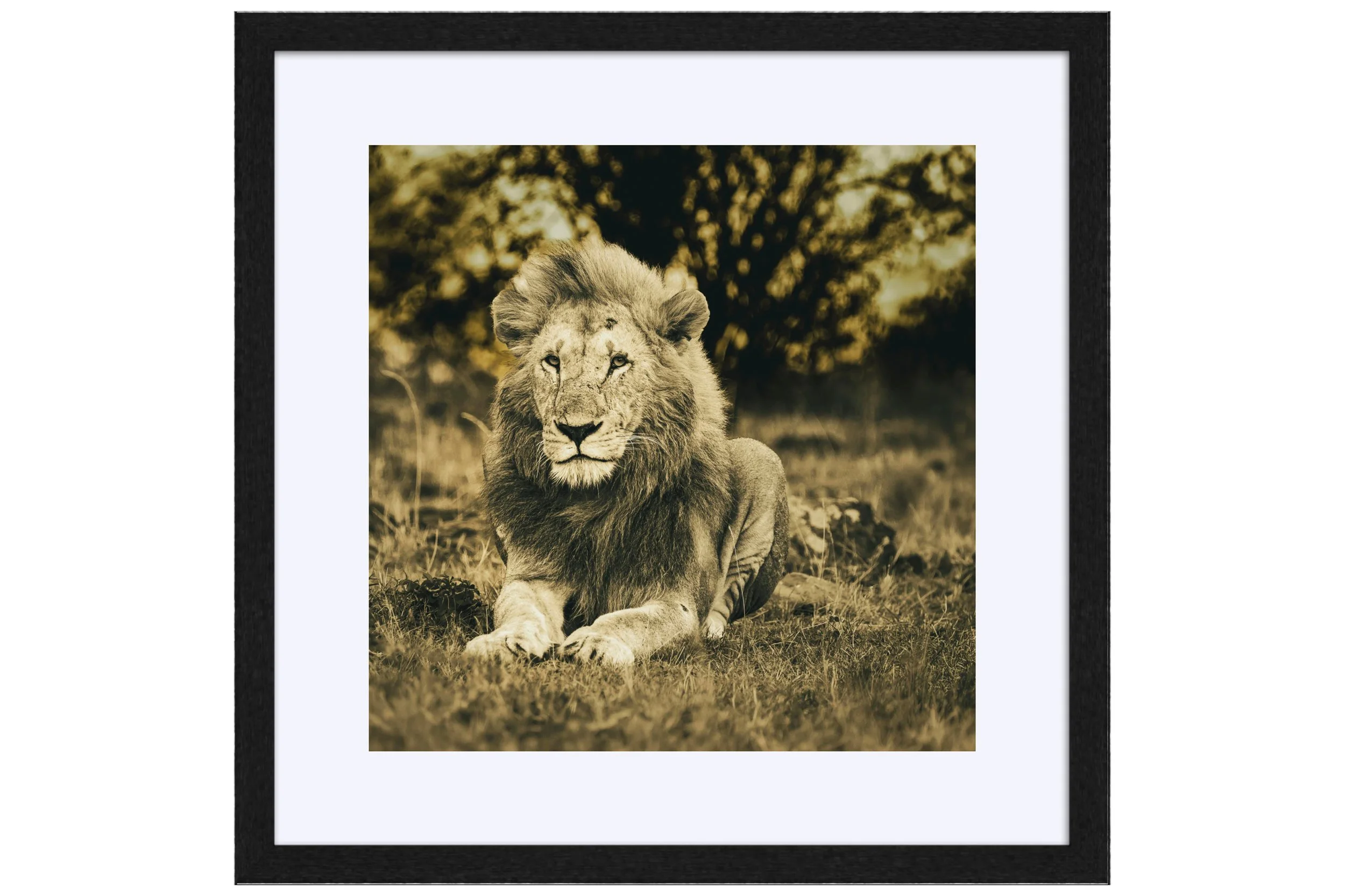 Majesty Black Frame Mat for Shop.jpg