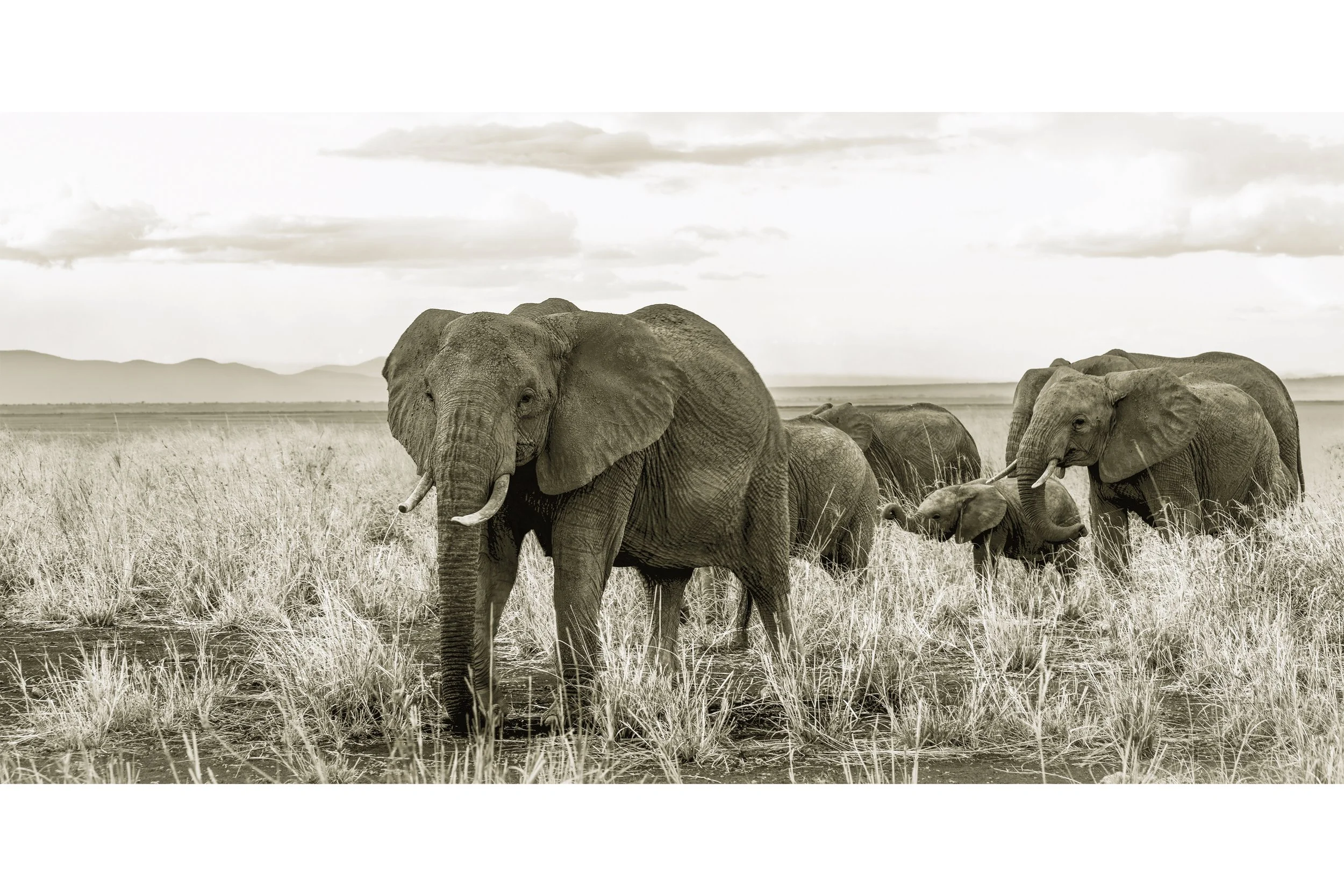 Matriarch for Shop.jpg