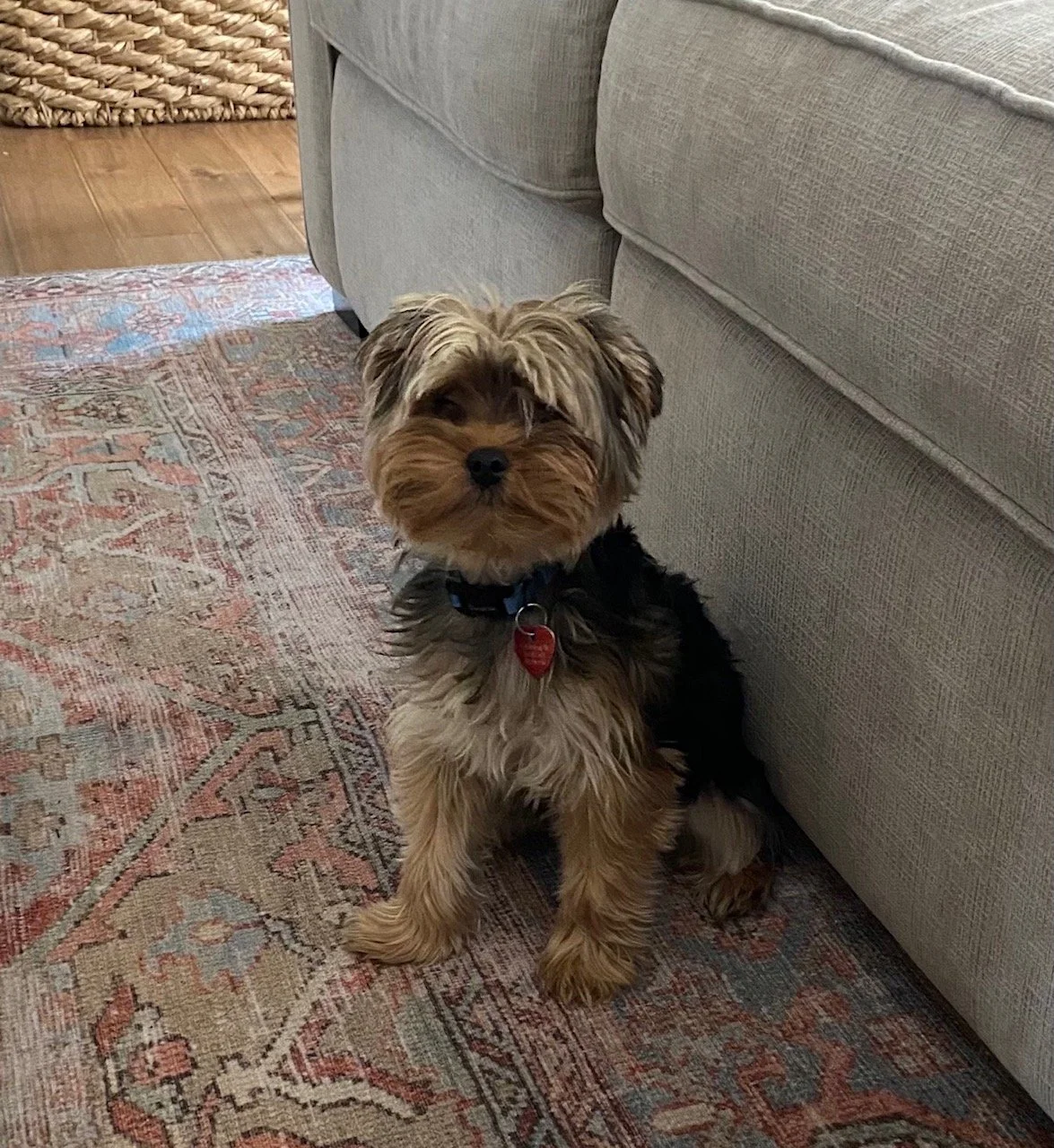 louie carrie couch.jpg