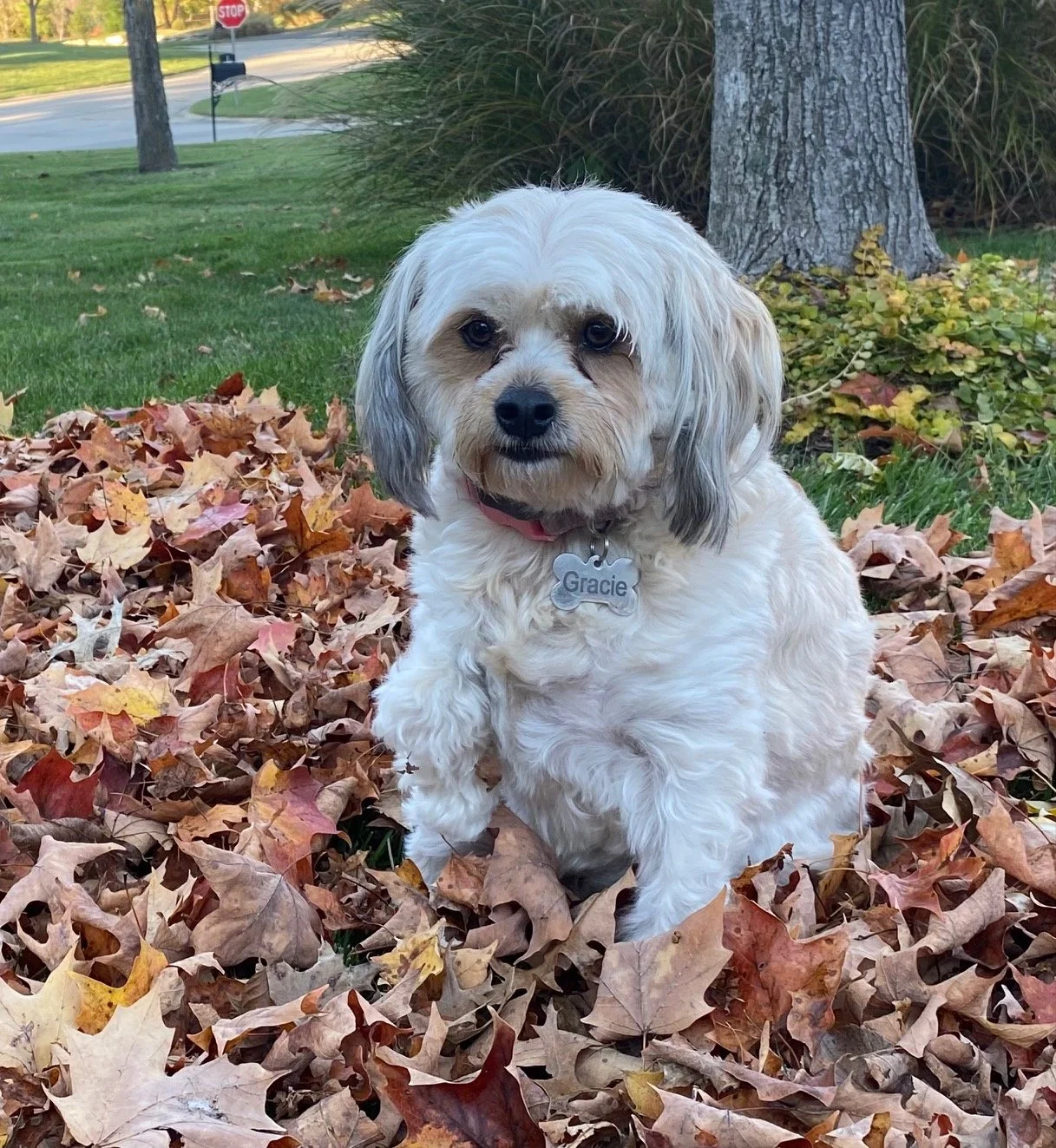 shirleys dog gracie.jpg