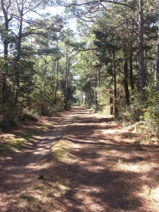 Forest Path Mountains to Sea Trail.jpeg