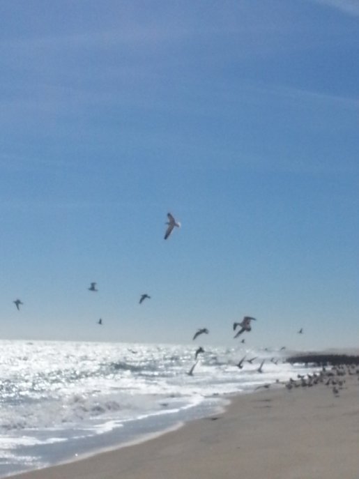 Flock of Seagulls Ocean Mountains to Sea Trail.jpeg