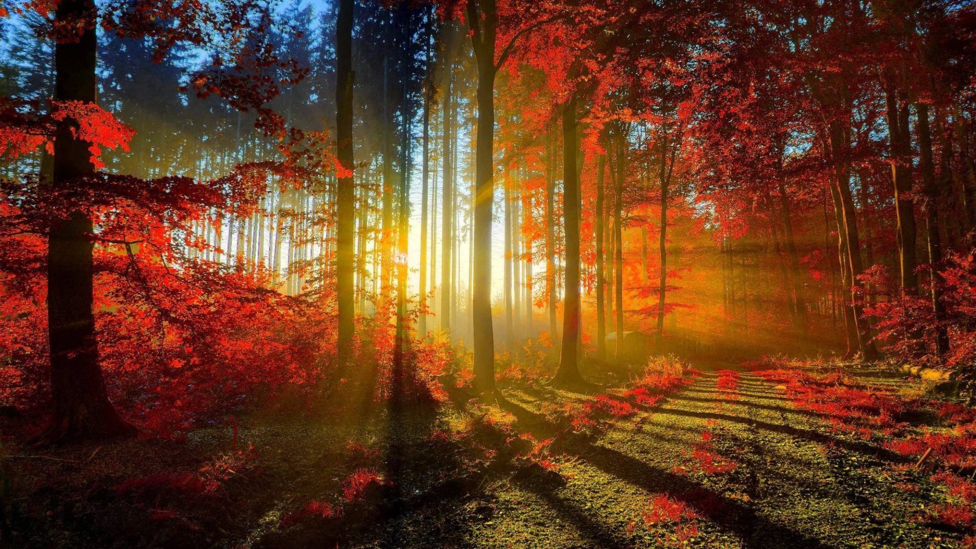 Deep Forest.jpg