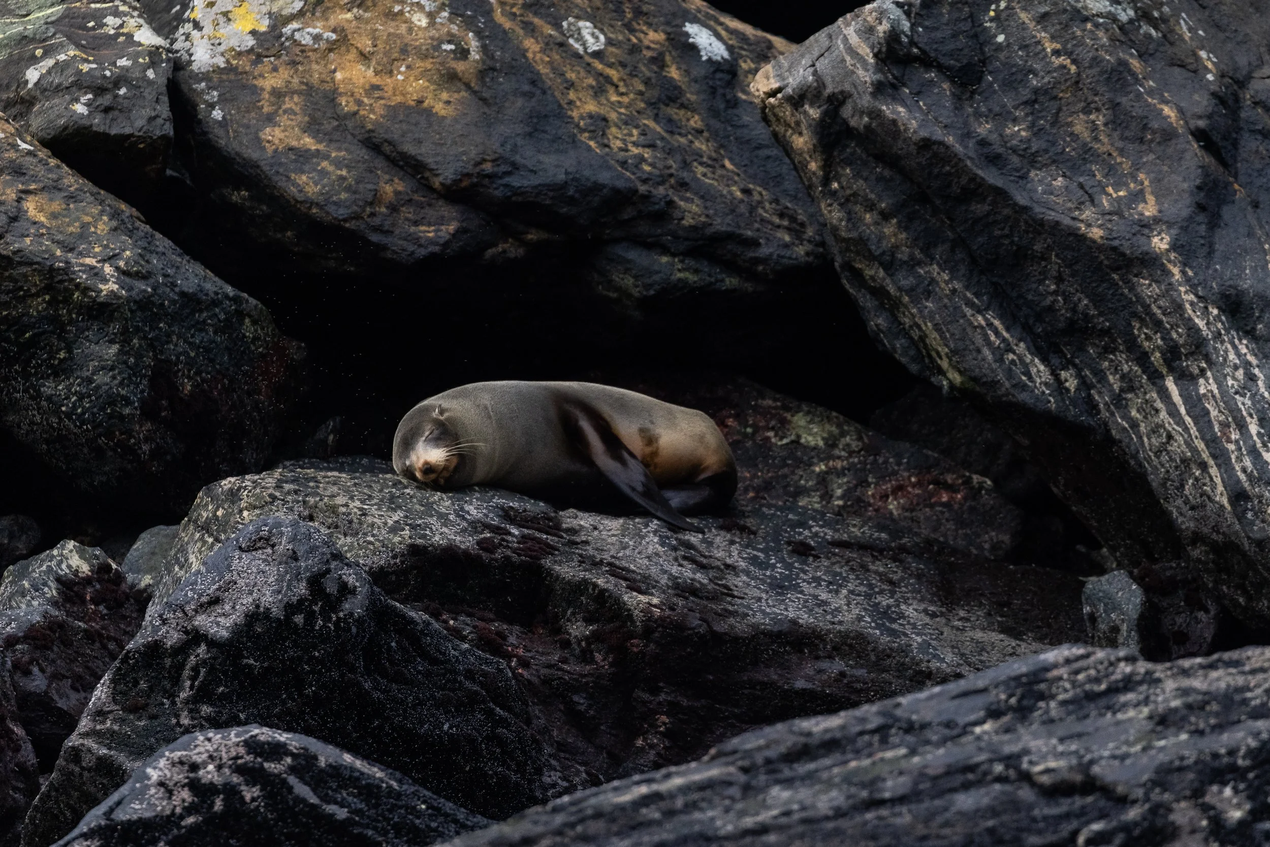 New Zealand fur seal resting on rocks in Milford Sound, Fiordland National Park