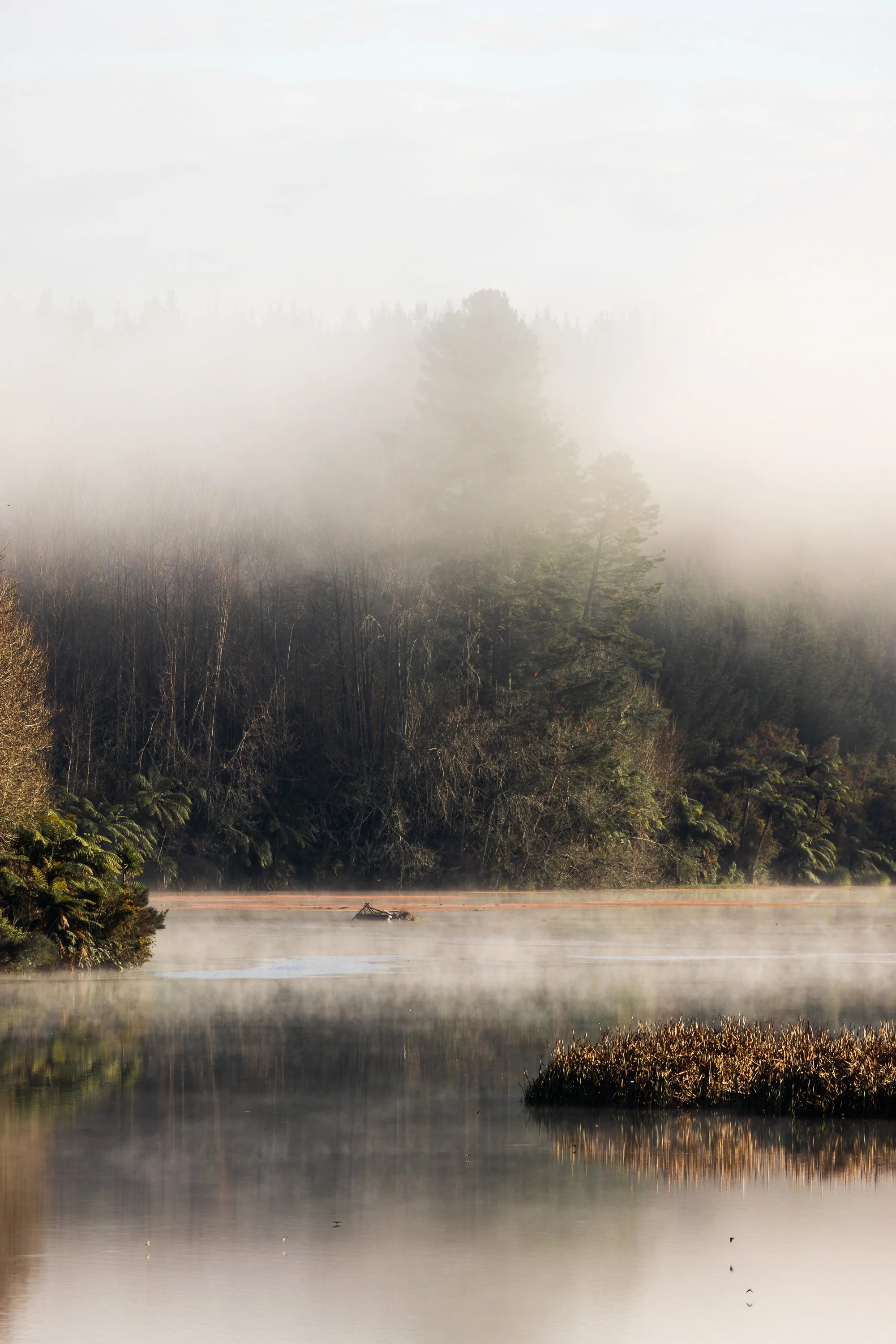 Foggy lake at sunrise with mist covering forest trees and calm water reflections