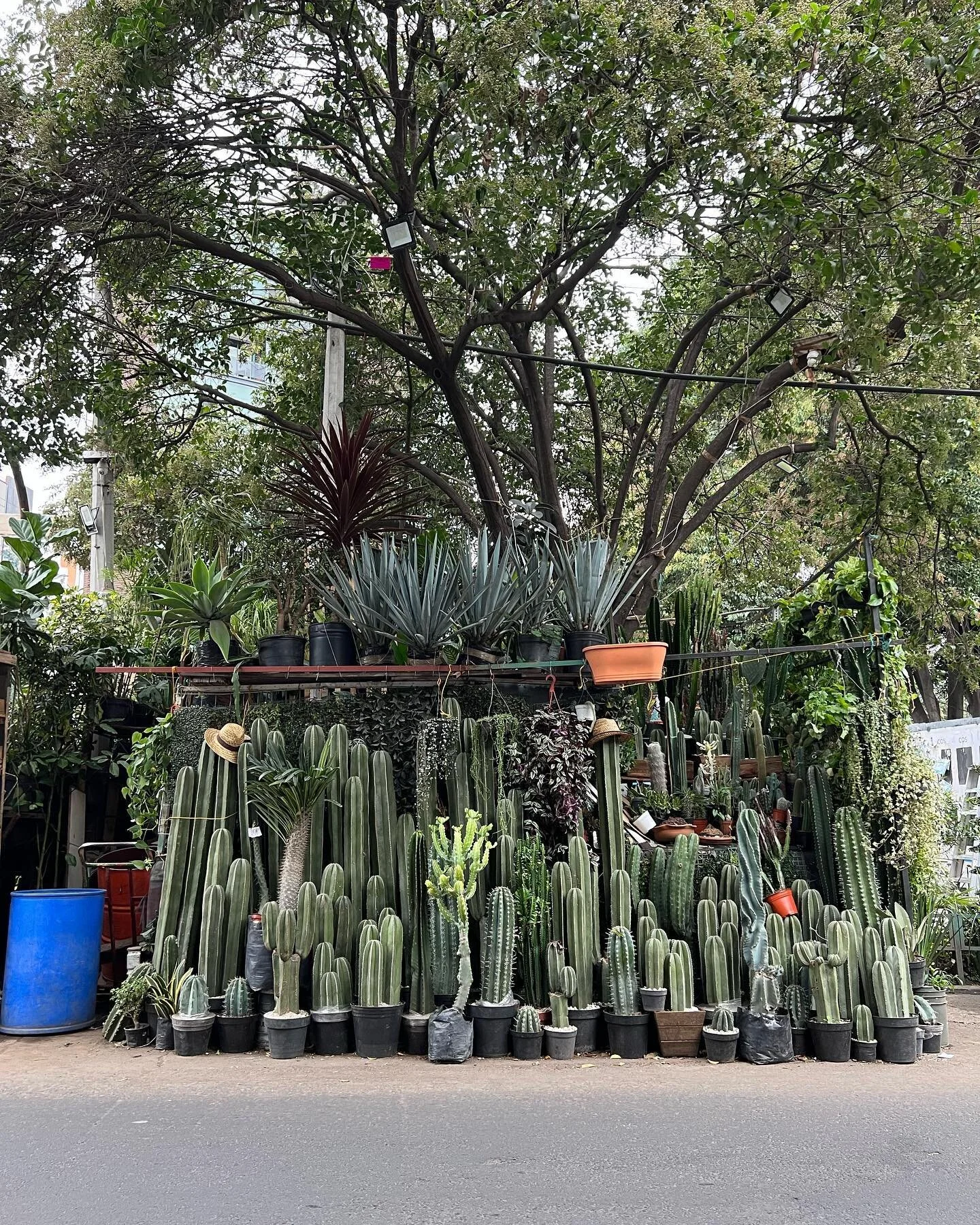 Hola from Mexico City 🇲🇽

I already lost count of the amount of 🌮 I&rsquo;ve had in the past 2 days. 

So excited to be here for a special occasion 🤍

.
.
.
.
.
.
.
#cdmx #mexicocity #visitmexico